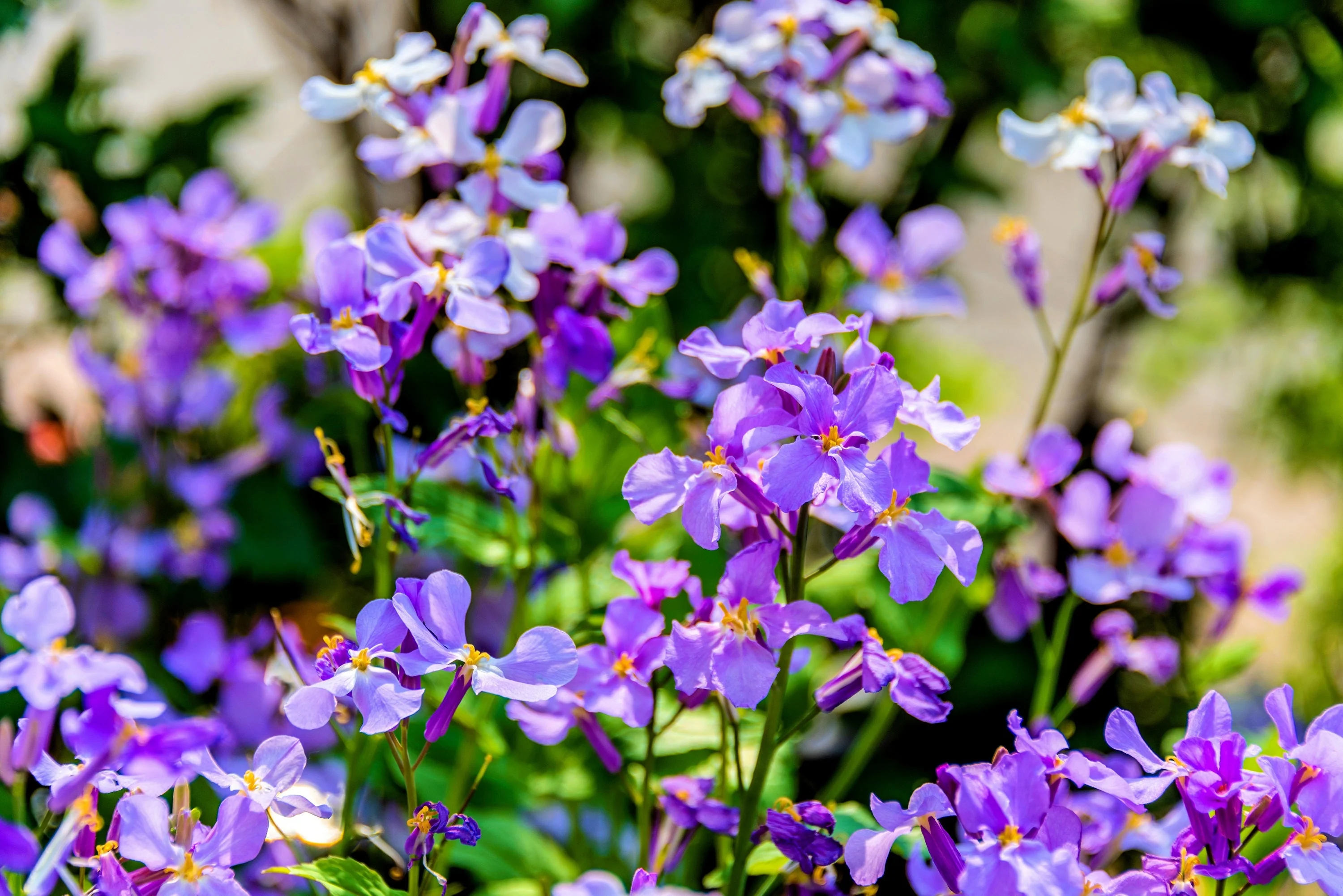 500 Purple FEBRUARY ORCHID Violet Cress Orychophragmus Violaceus 2" Flower Edible Vegetable Seeds - Image 5