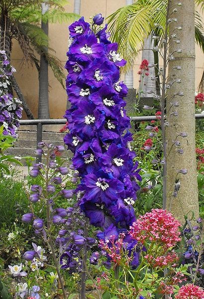 500 Purple ROCKET LARKSPUR DELPHINIUM Ajacis Consolida Flower Seeds - Image 2