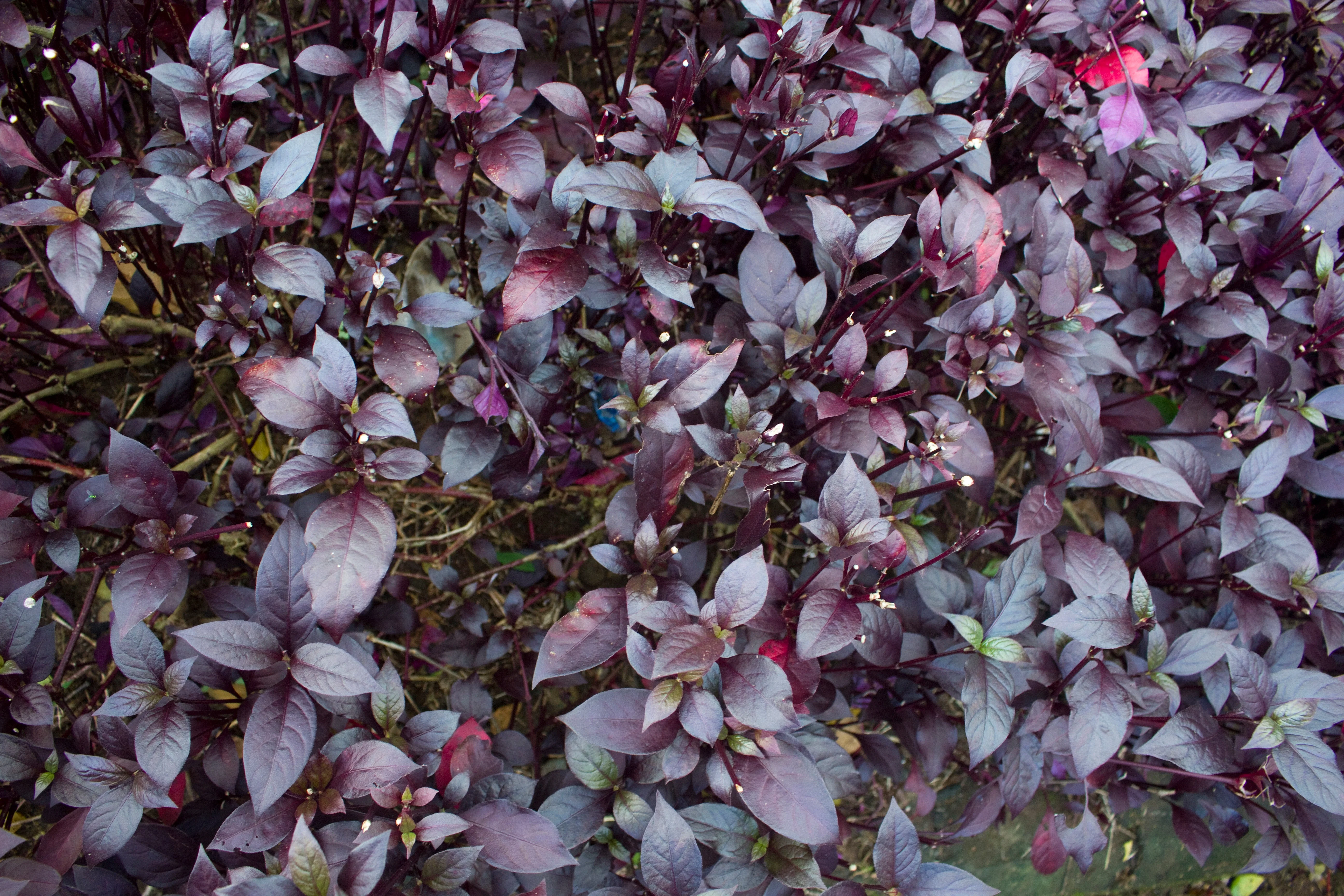 500 RED RUBIN BASIL Ocimum Basilicum Purpurascens Spicy Herb White & Lavender Flowers Seeds - Image 5