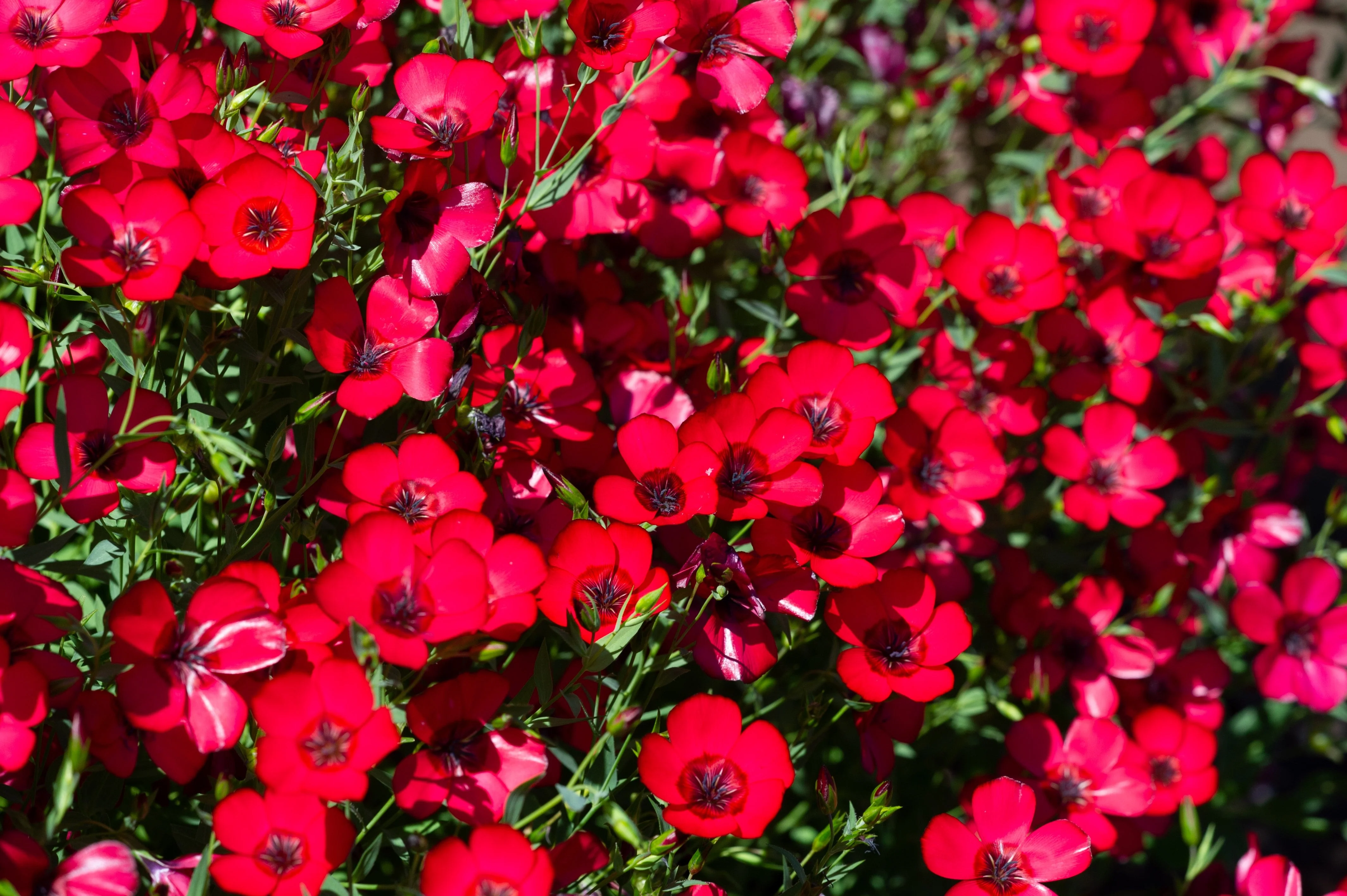 500 Red SCARLET FLAX Linum Grandiflorum Rubrum Flower Seeds - Image 3