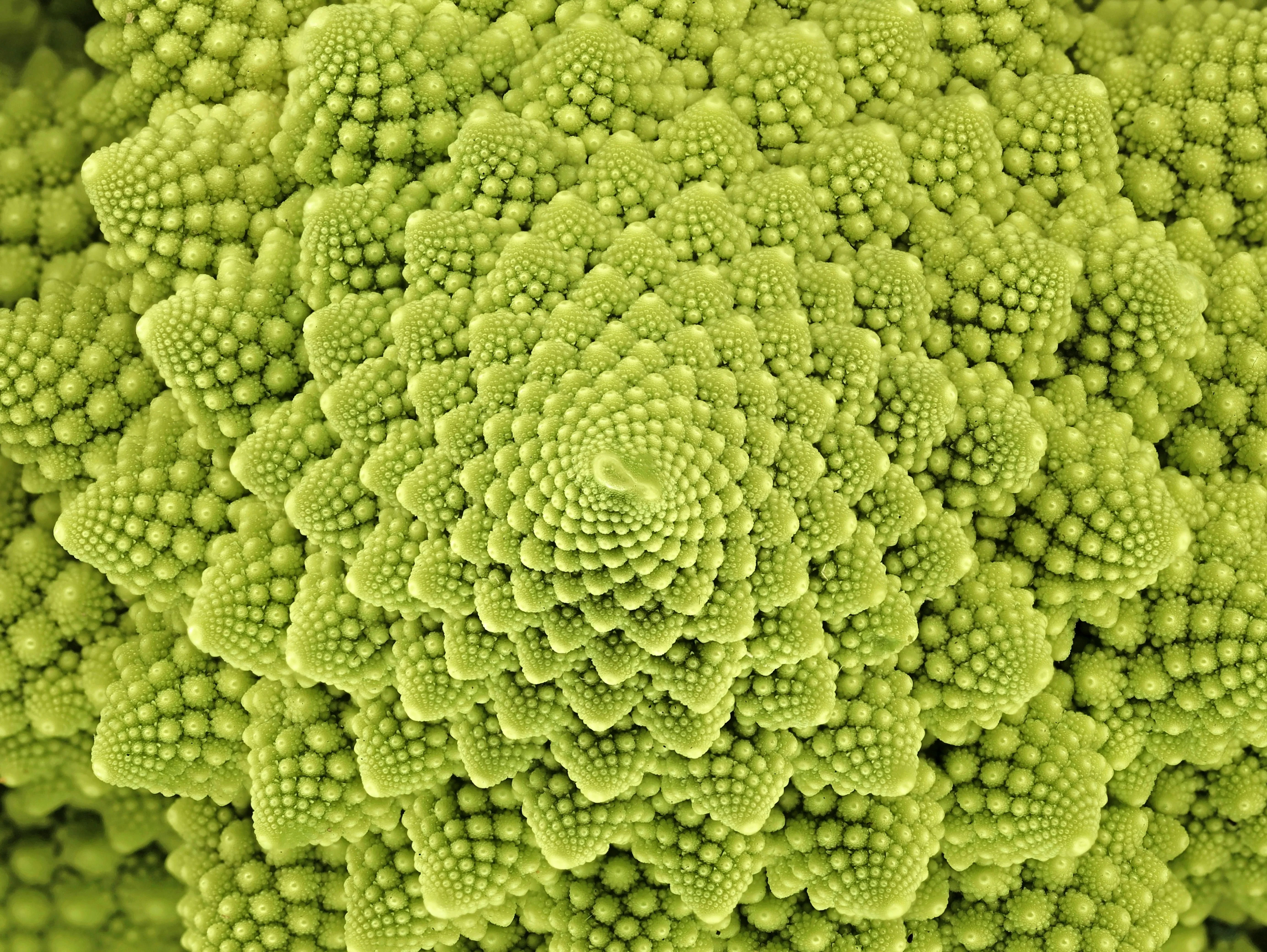 500 ROMANESCO BROCCOLI Broccoflower Roman Cauliflower Pyramid Broccolo Brassica Oleracea Vegetable Seeds - Image 3