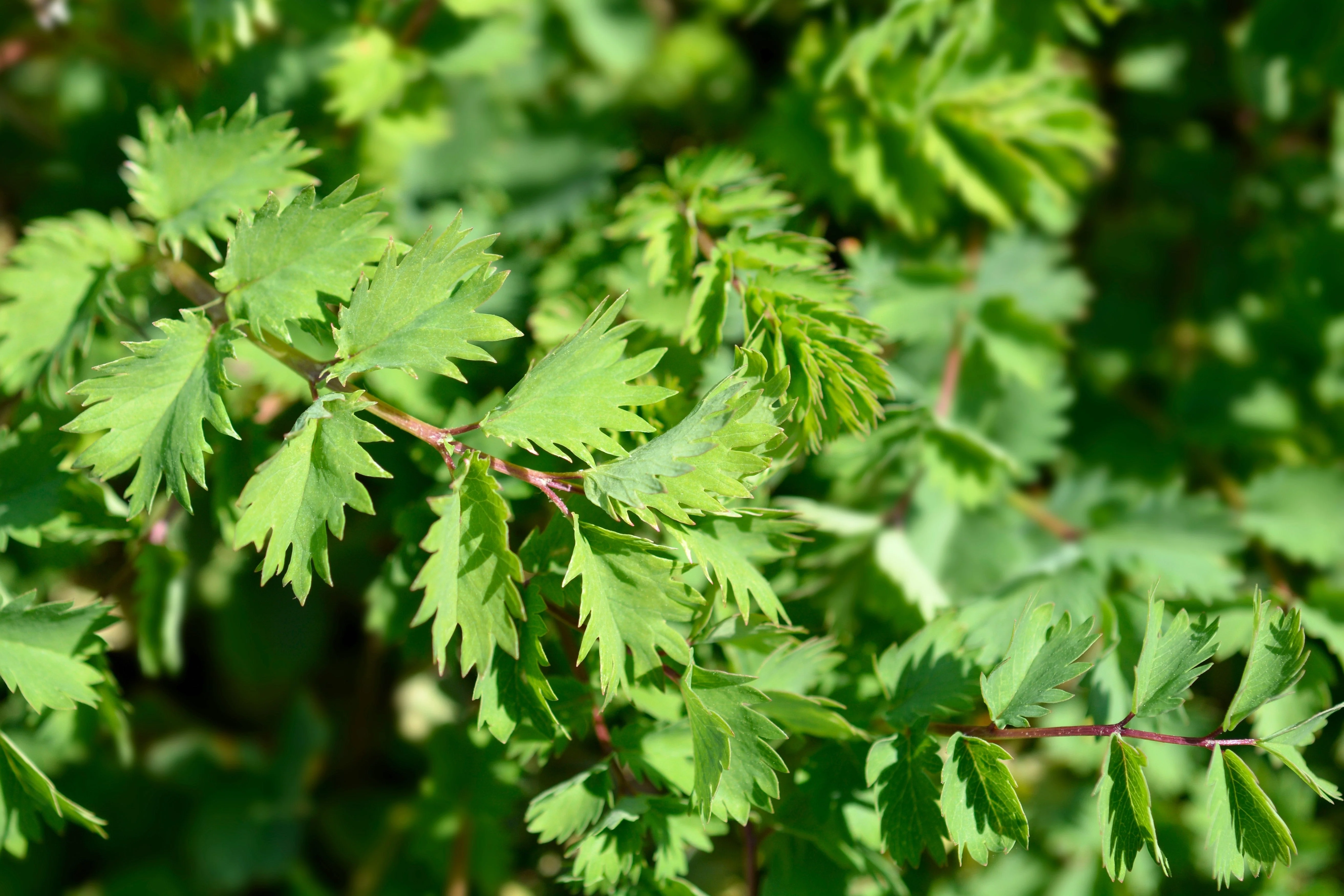 500 SALAD BURNET Sanguisorba Minor Edible Greens Vegetable Herb Flower Seeds