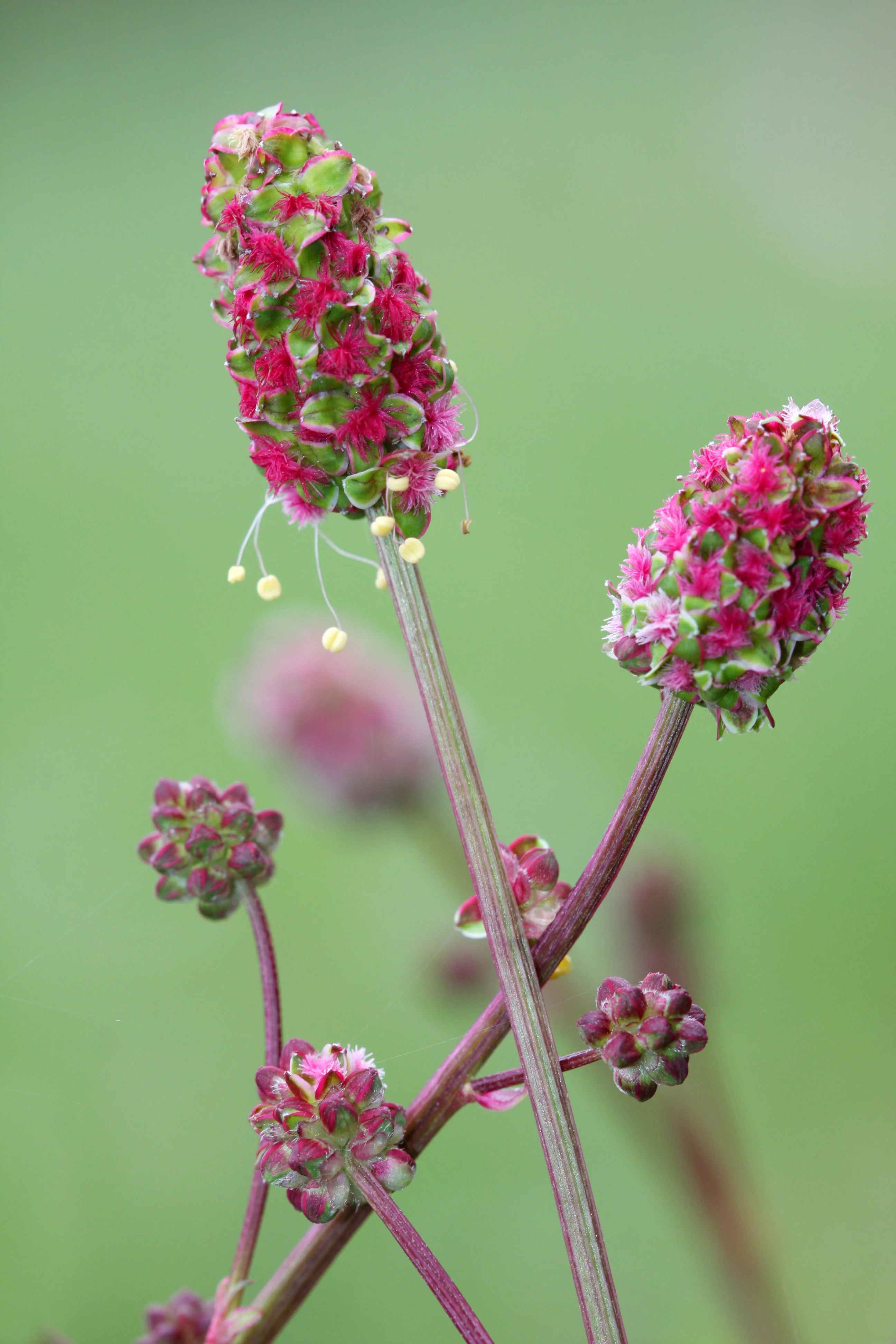 500 SALAD BURNET Sanguisorba Minor Edible Greens Vegetable Herb Flower Seeds - Image 12