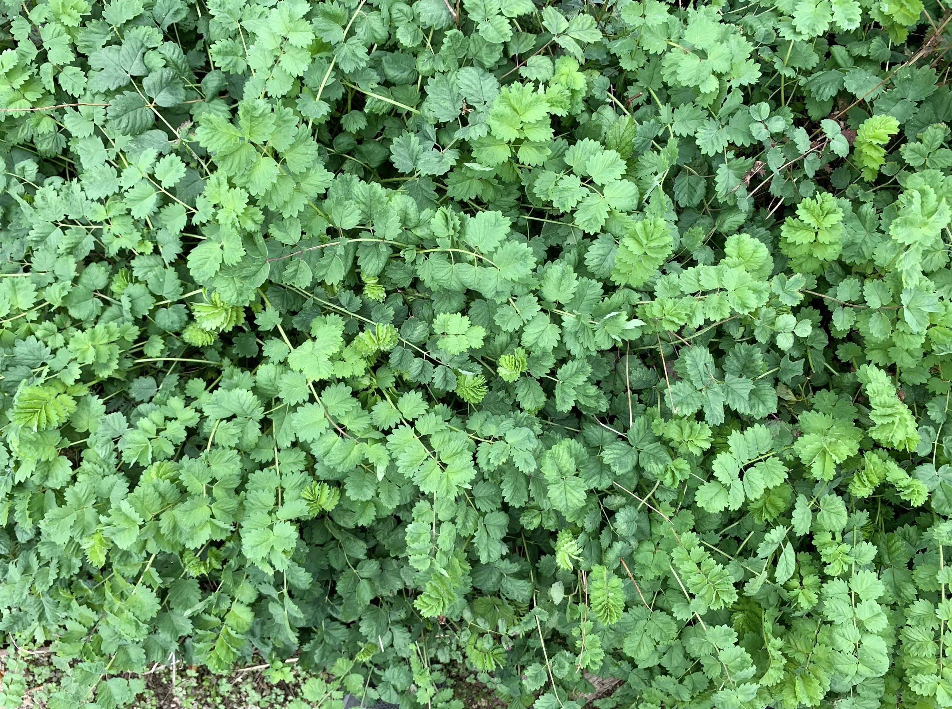 500 SALAD BURNET Sanguisorba Minor Edible Greens Vegetable Herb Flower Seeds - Image 6