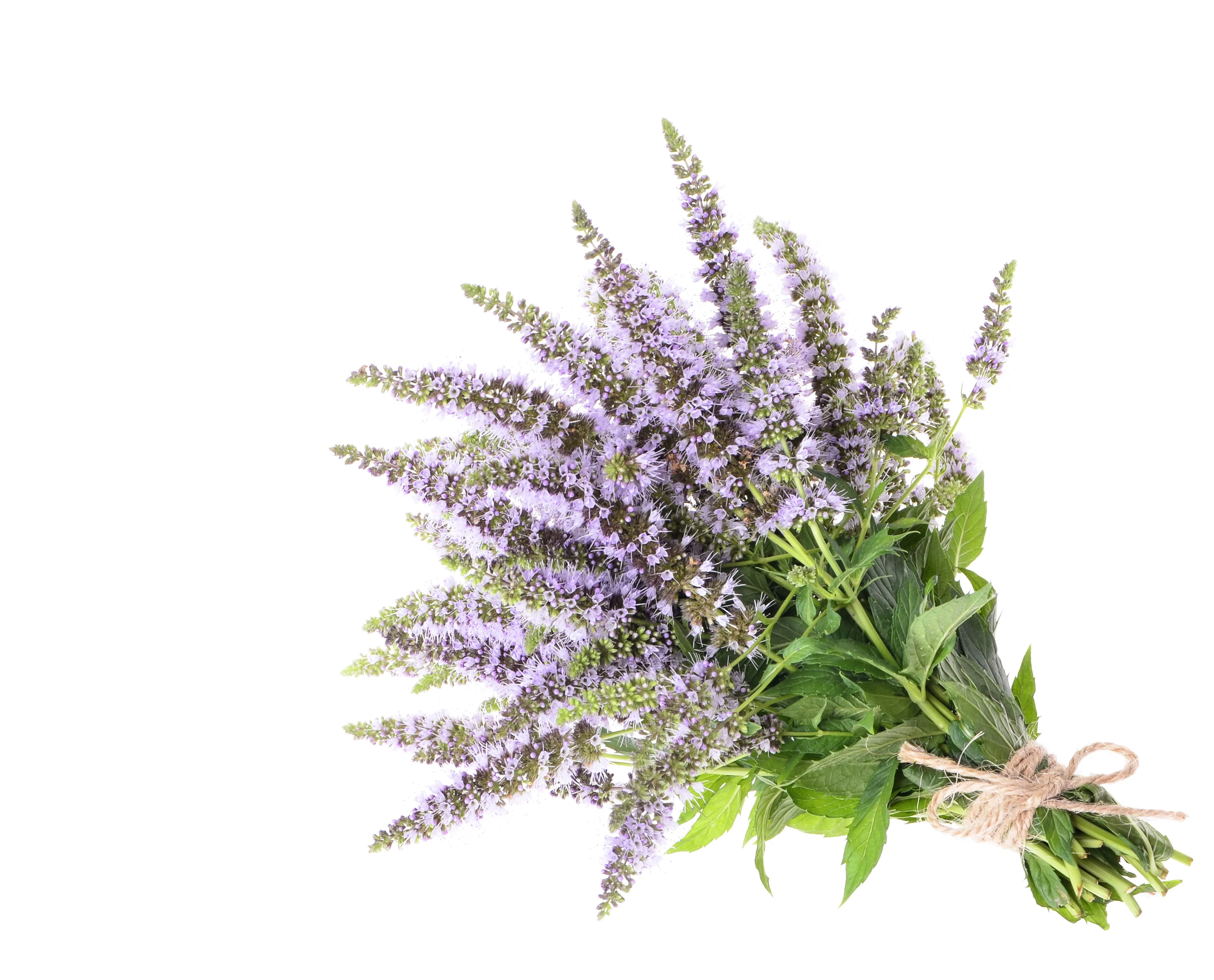 500 SPEARMINT (English Mint) Mentha Spicata Herb Flower Seeds - Image 8