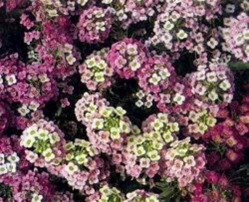 500 Sweet ALYSSUM PASTEL CARPET Mix Lobularia Maritima Flower Seeds - Image 5