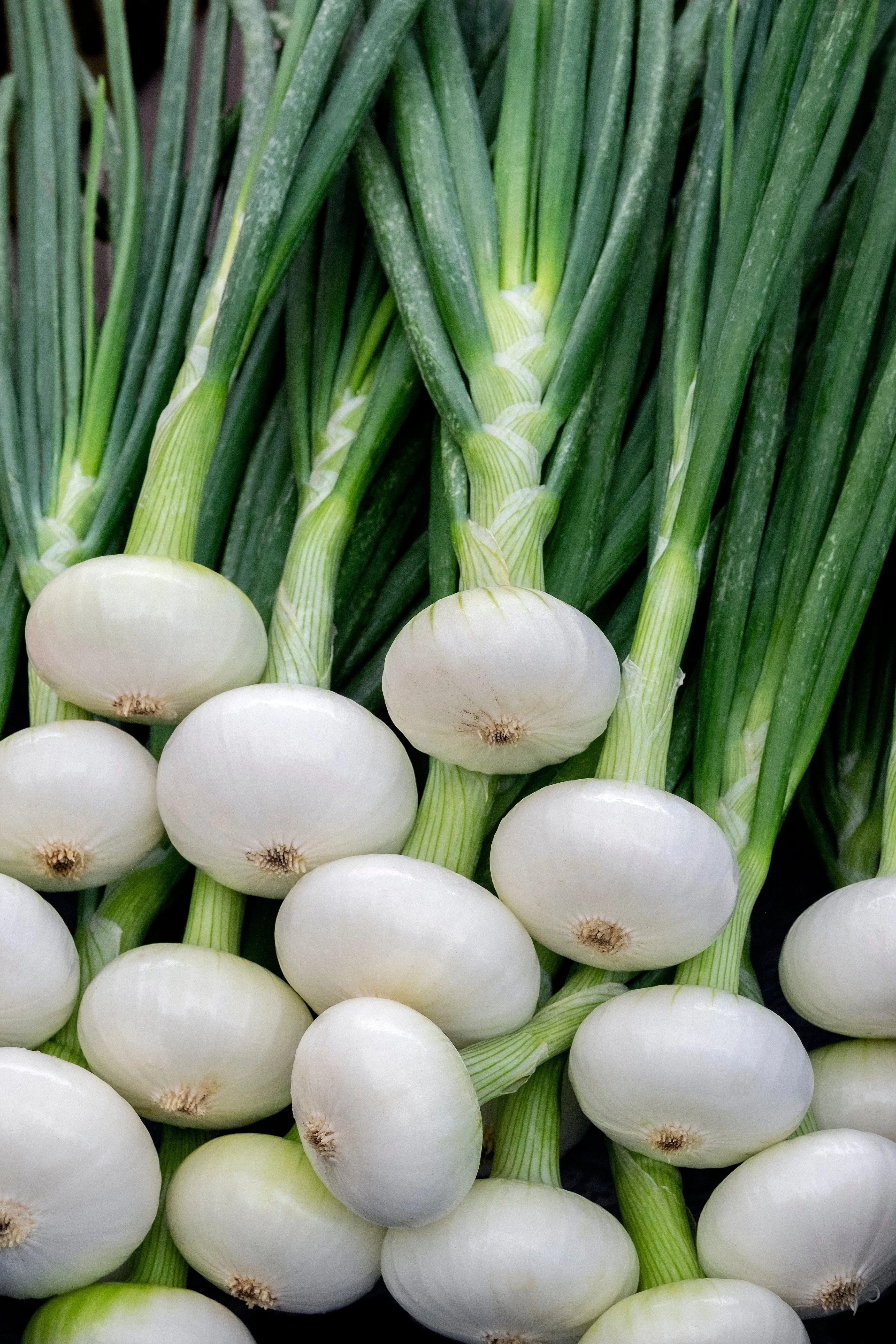 500 Sweet WHITE SPANISH ONION Allium Cepa Vegetable Seeds - Image 10