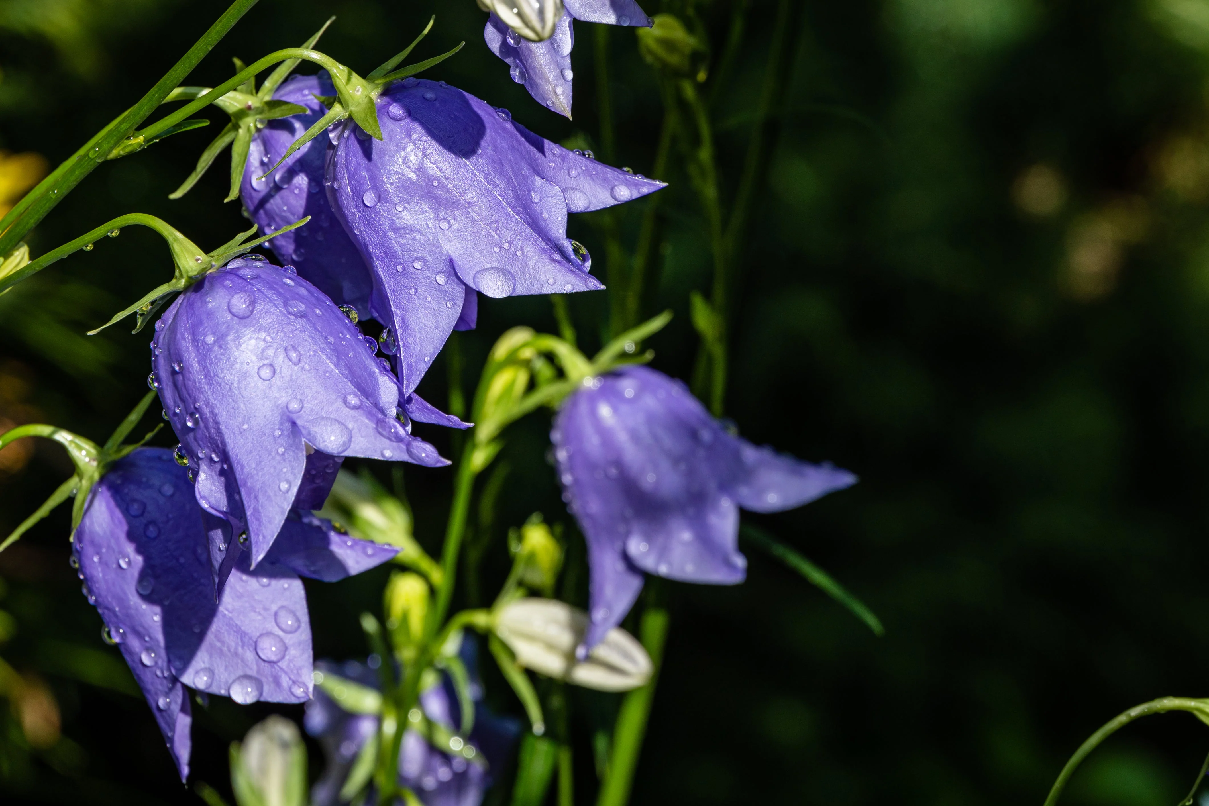 500 TELHAM BEAUTY BELLFLOWER Blue Peach Leaved Campanula Persicifolia Flower Seeds - Image 12