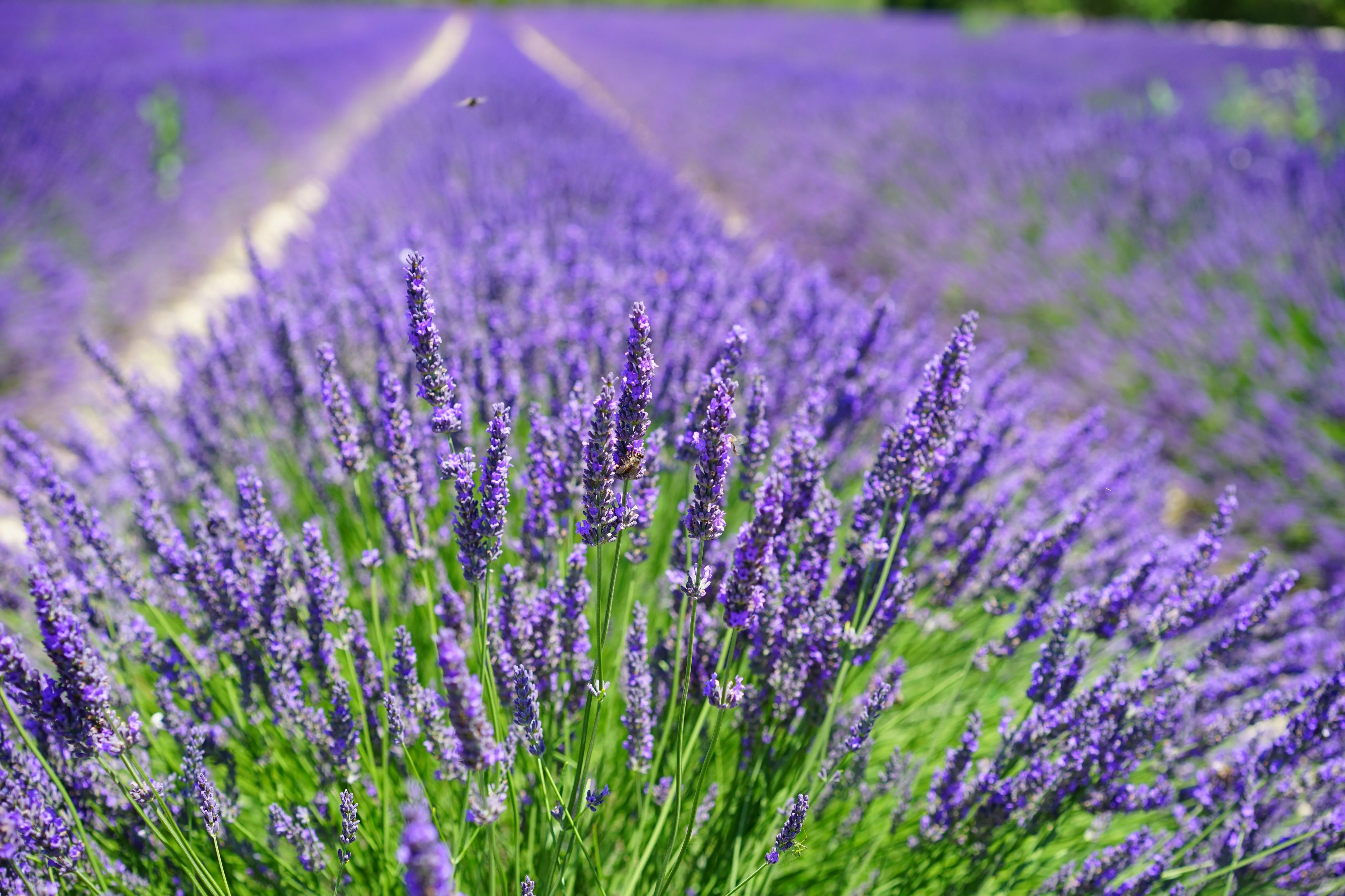 500 True ENGLISH LAVENDER VERA Lavandula Angustifolia Vera Herb Purple Flower Seeds - Image 4
