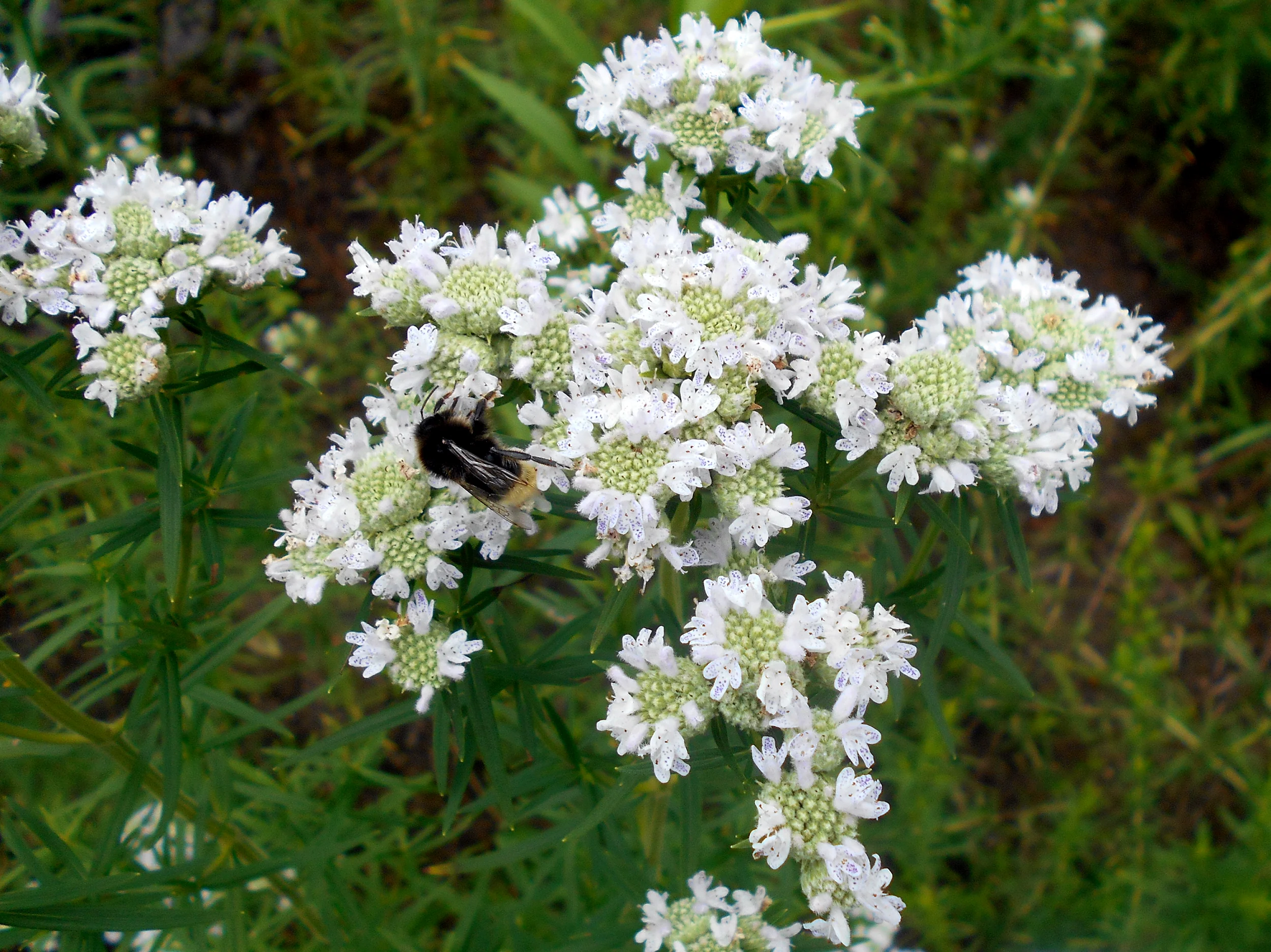 500 VIRGINIA MINT Pycnanthemum Virginianum Mountainmint Native White Flower Herb Seeds - Image 5