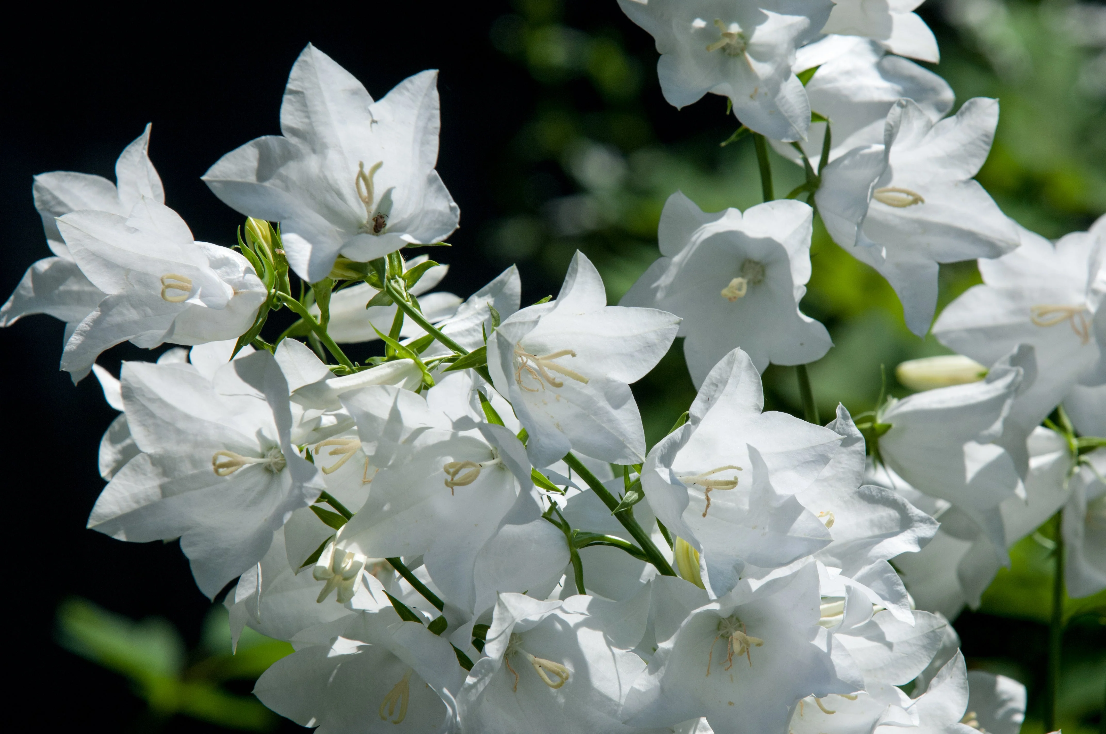 500 White PEACH LEAVED BELLFLOWER Campanula Persicifolia Flower Seeds - Image 3