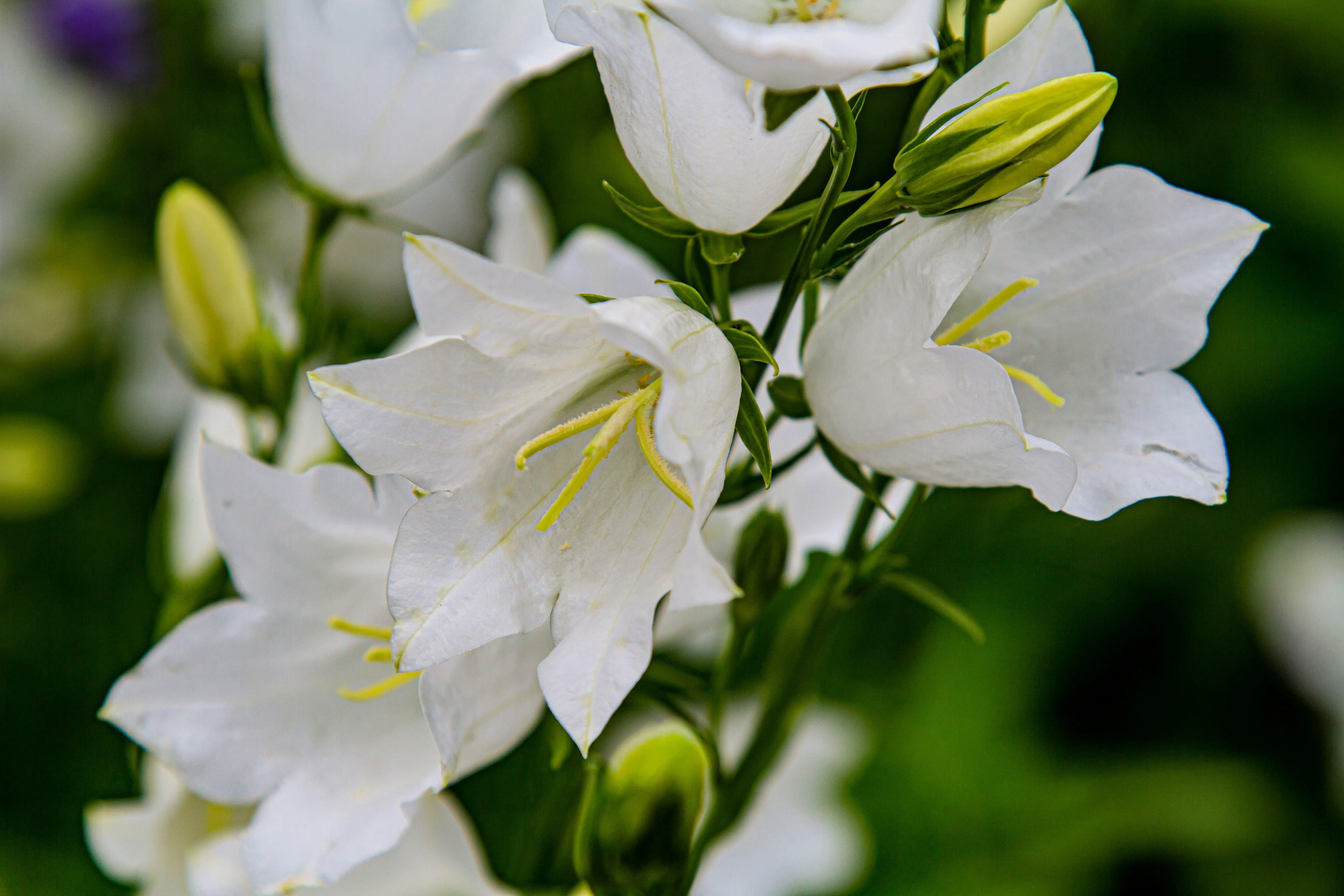 500 White PEACH LEAVED BELLFLOWER Campanula Persicifolia Flower Seeds - Image 6