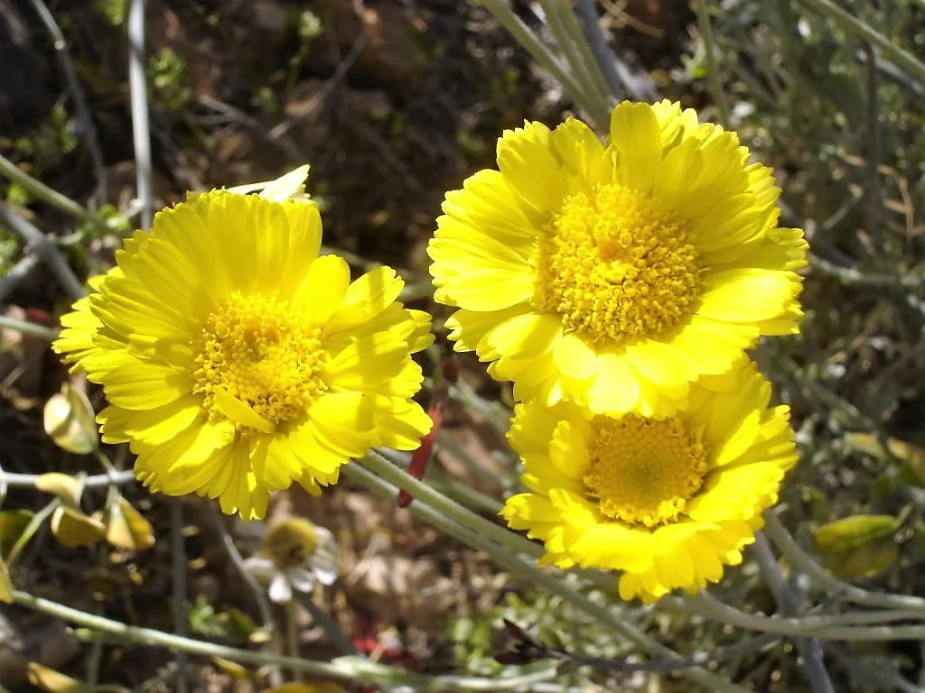 500 Yellow DESERT MARIGOLD Baileya Multiradiata Showy Drought Paper Daisy Flower Herb Seeds - Image 10