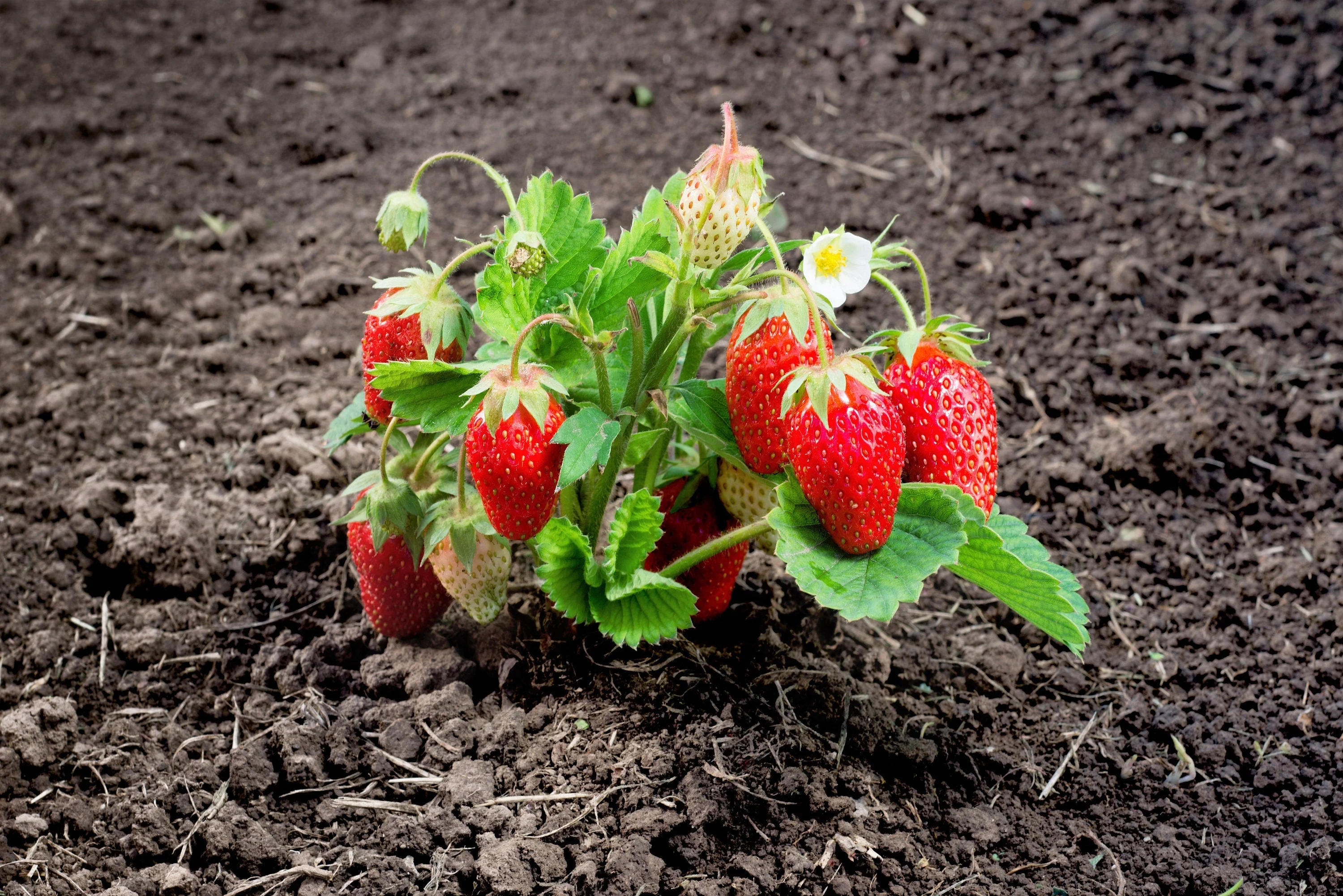 60 RUEGEN STRAWBERRY Everbearing Alpine Fragaria Vesca Red Berry Fruit White Flower Seeds - Image 7