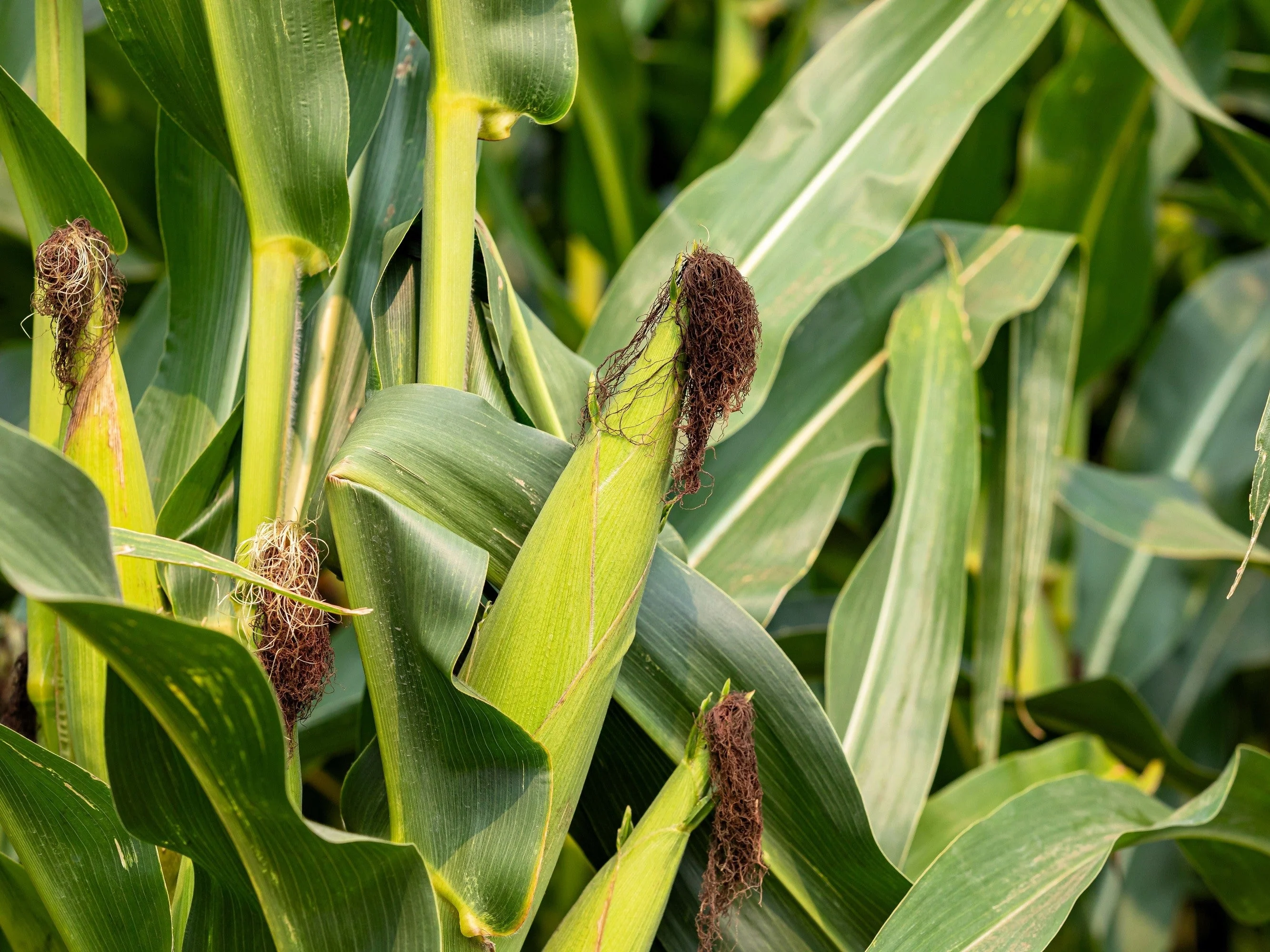 60 YELLOW CORN ' Early Xtra Sweet ' Zea Mays Vegetable Seeds - Image 5
