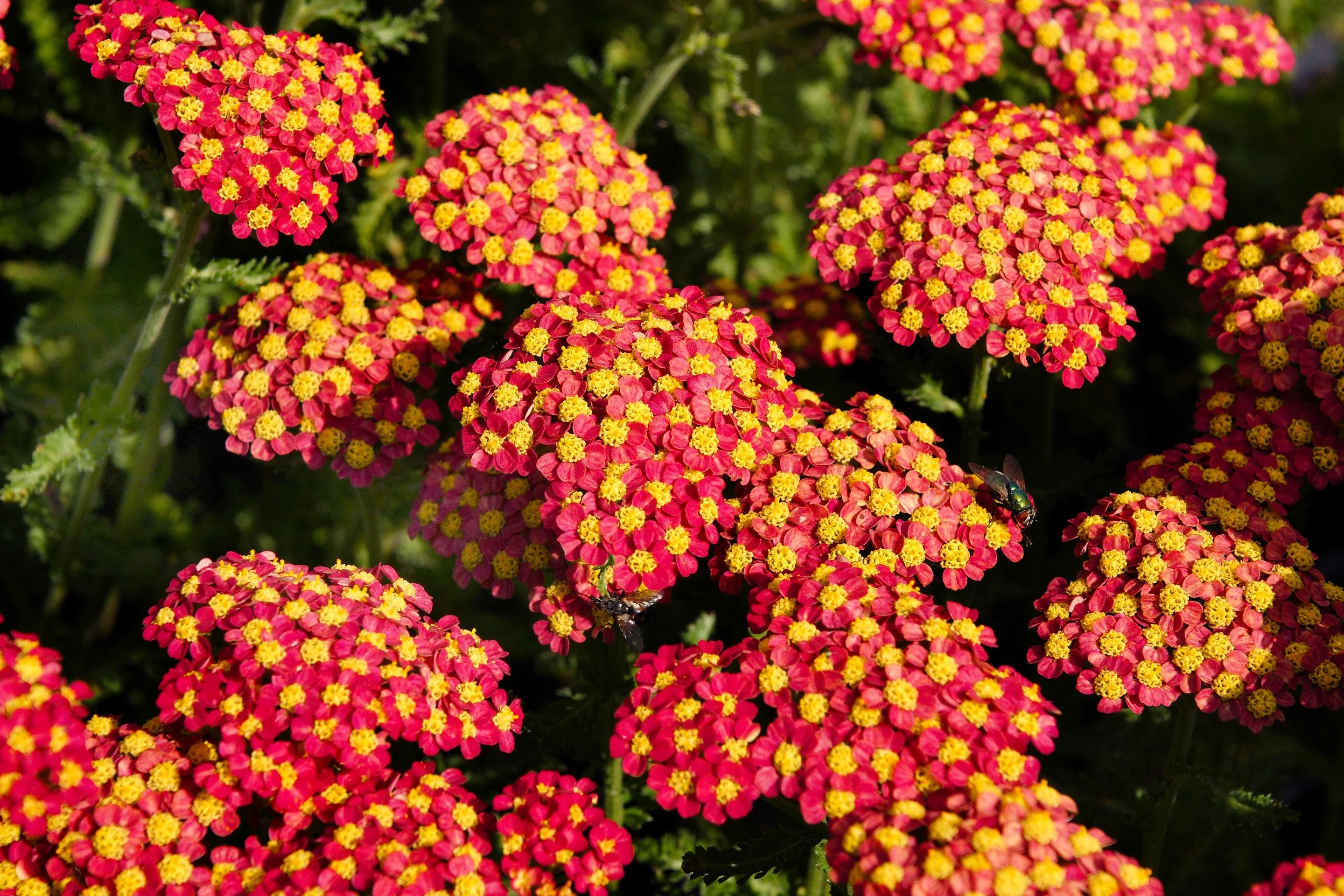 600 RED YARROW Achillea Millefolium Rubra Flower Seeds - Image 12