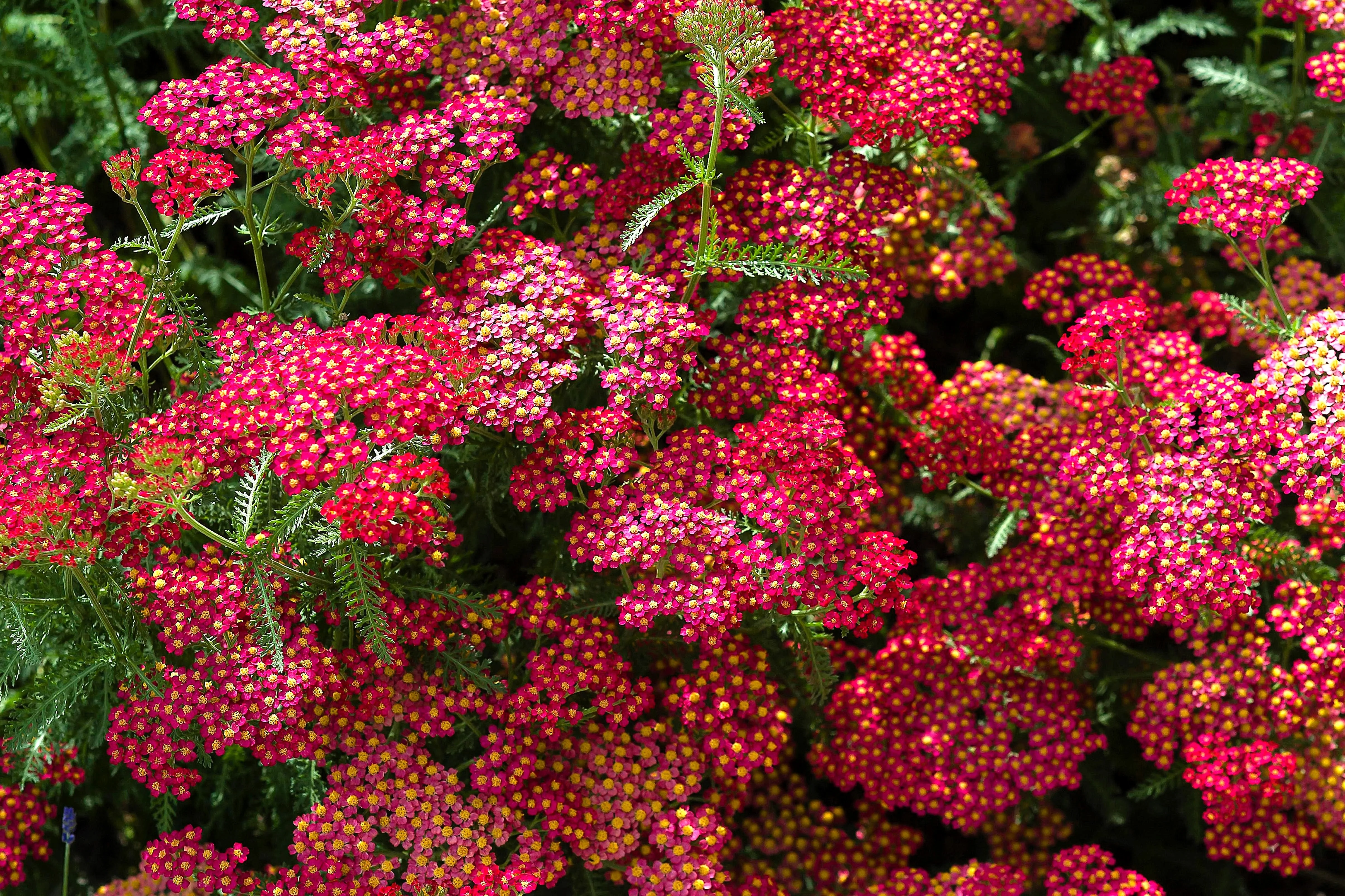 600 RED YARROW Achillea Millefolium Rubra Flower Seeds - Image 13
