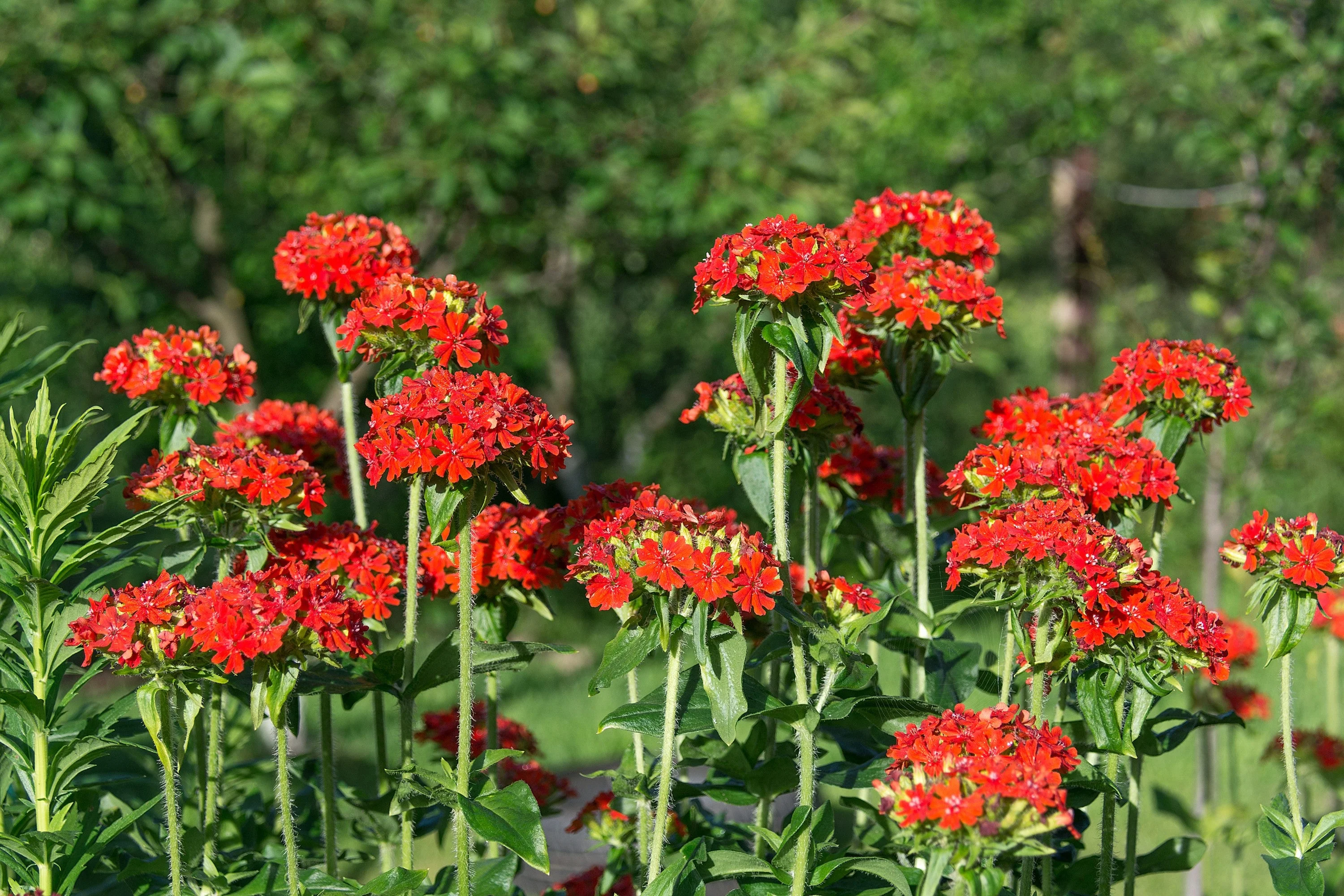70 RED LYCHNIS Chalcedonica Campion Maltese Cross Flower Seeds - Image 3