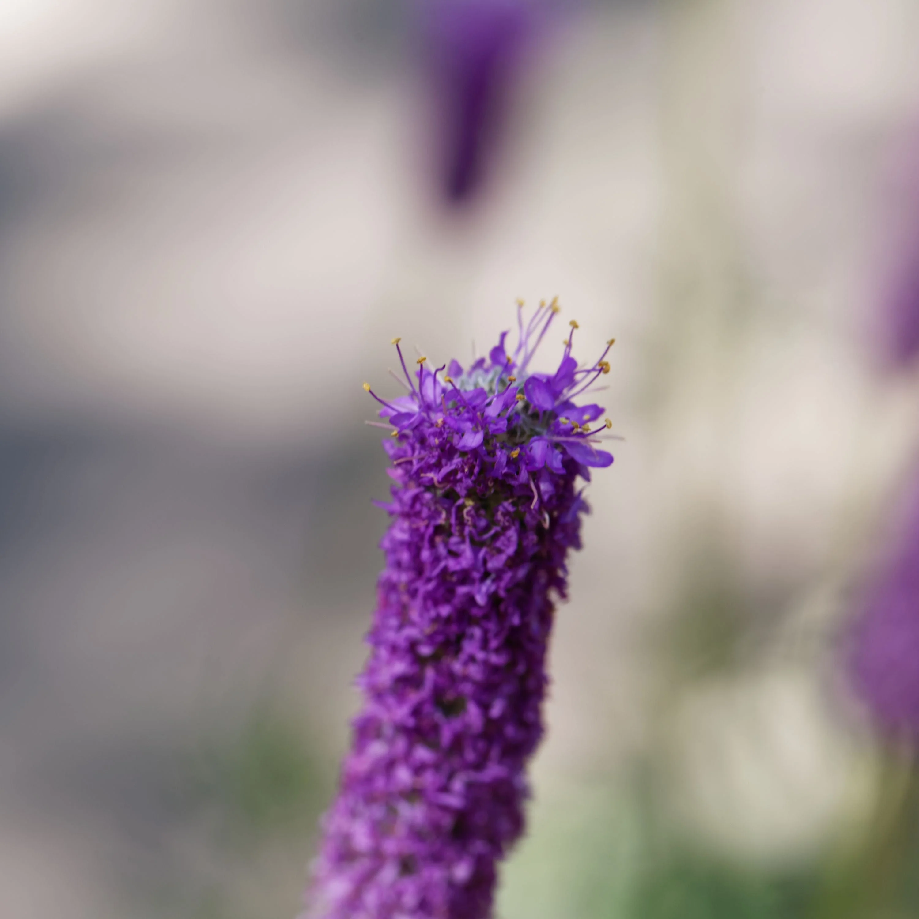 700 PURPLE PRAIRIE CLOVER Dalea Purpurea Flower Seeds - Image 5