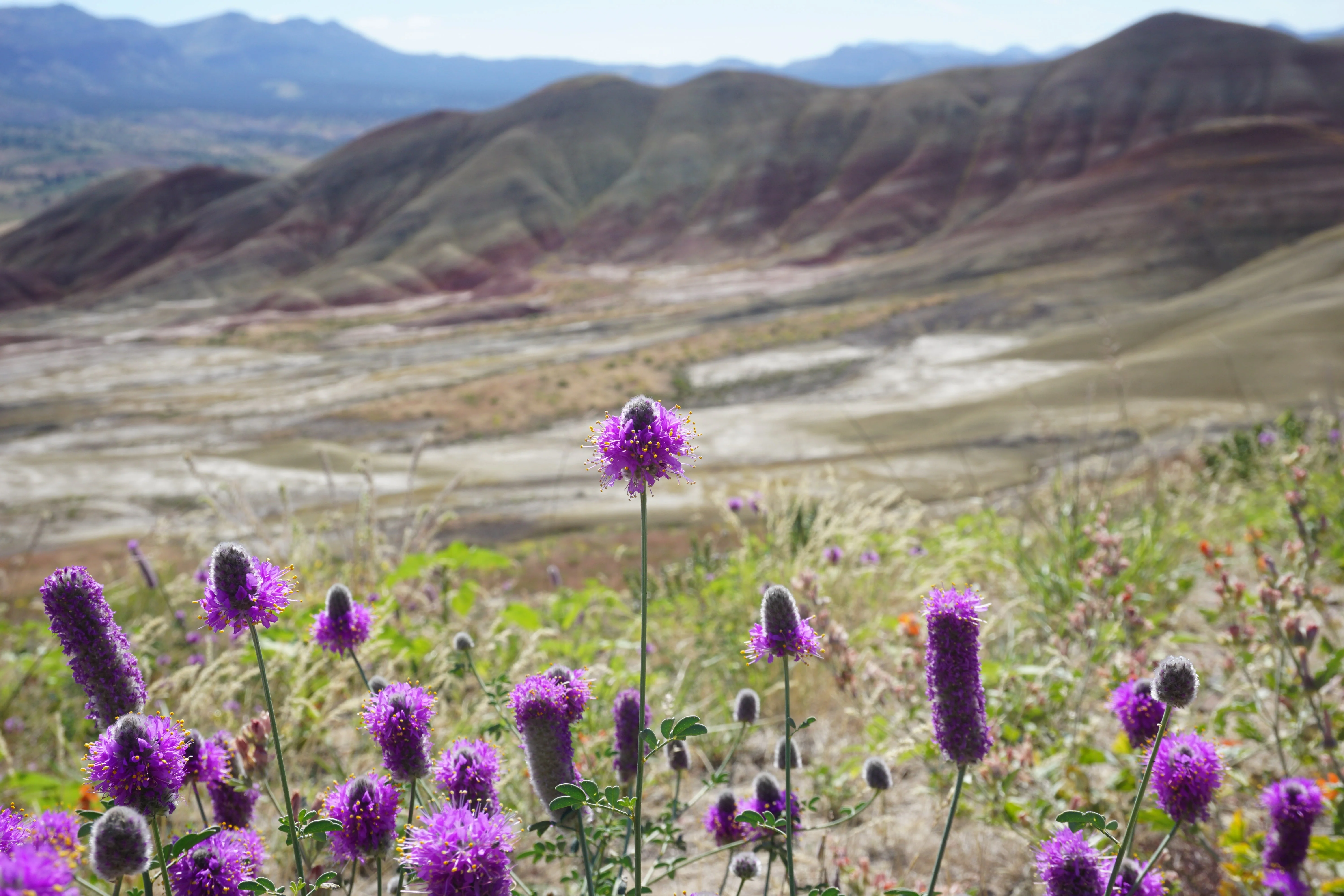 700 PURPLE PRAIRIE CLOVER Dalea Purpurea Flower Seeds - Image 7