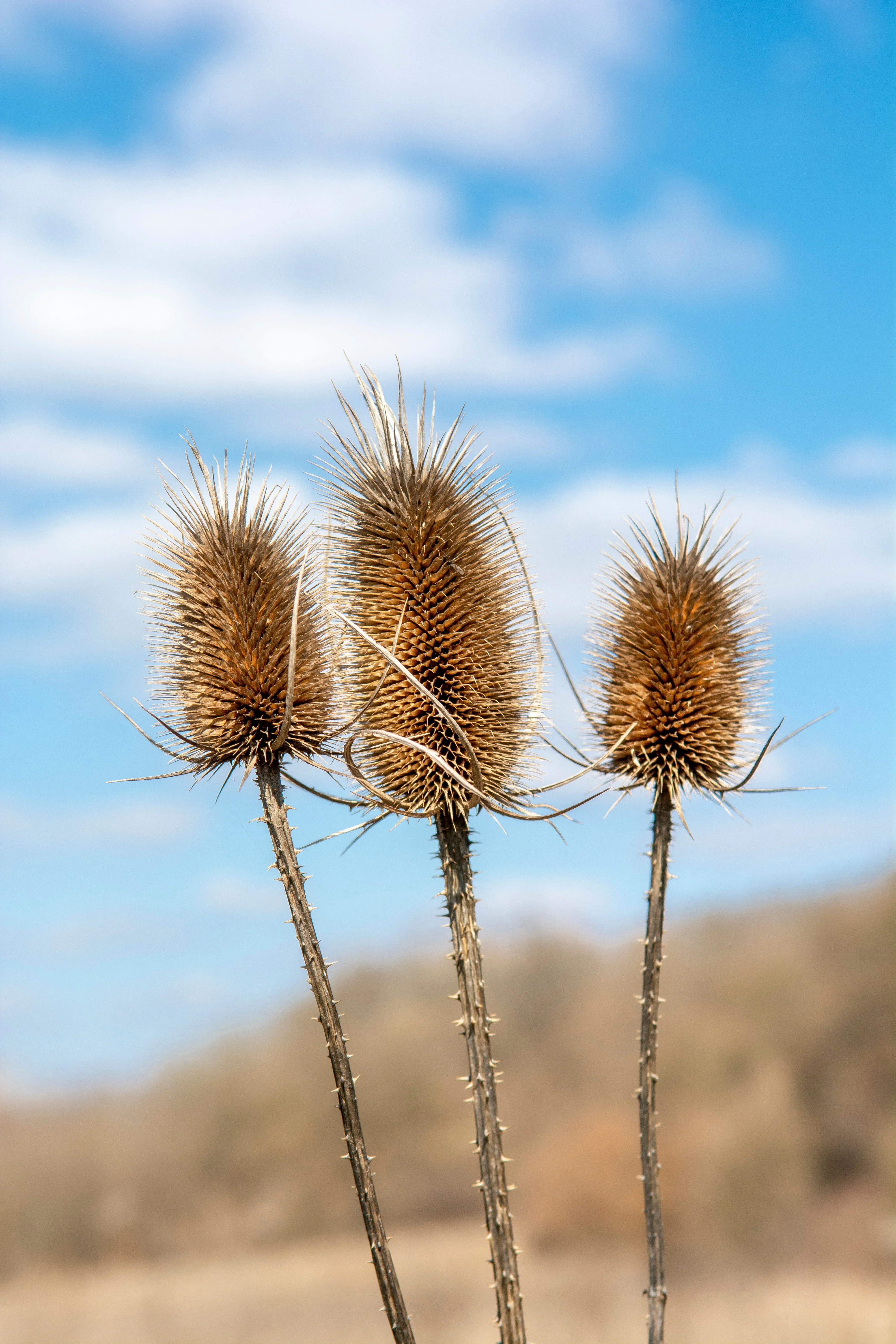 75 FULLERS TEASEL Indian Teasel Dipsacus Sativus White Flower Herb Seeds - Image 8