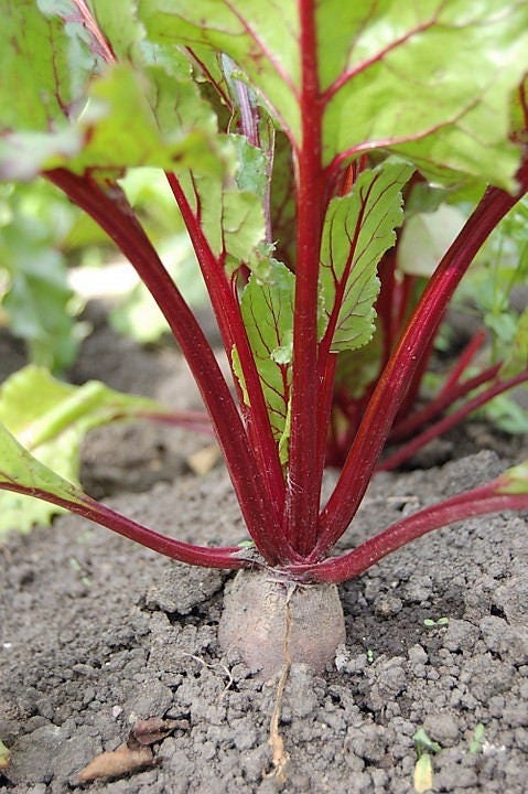 75 Giant Red BEET Mangelwurzel Mangel Mangold Wurzel Mammoth Long Beta Vulgaris Seeds - Image 2