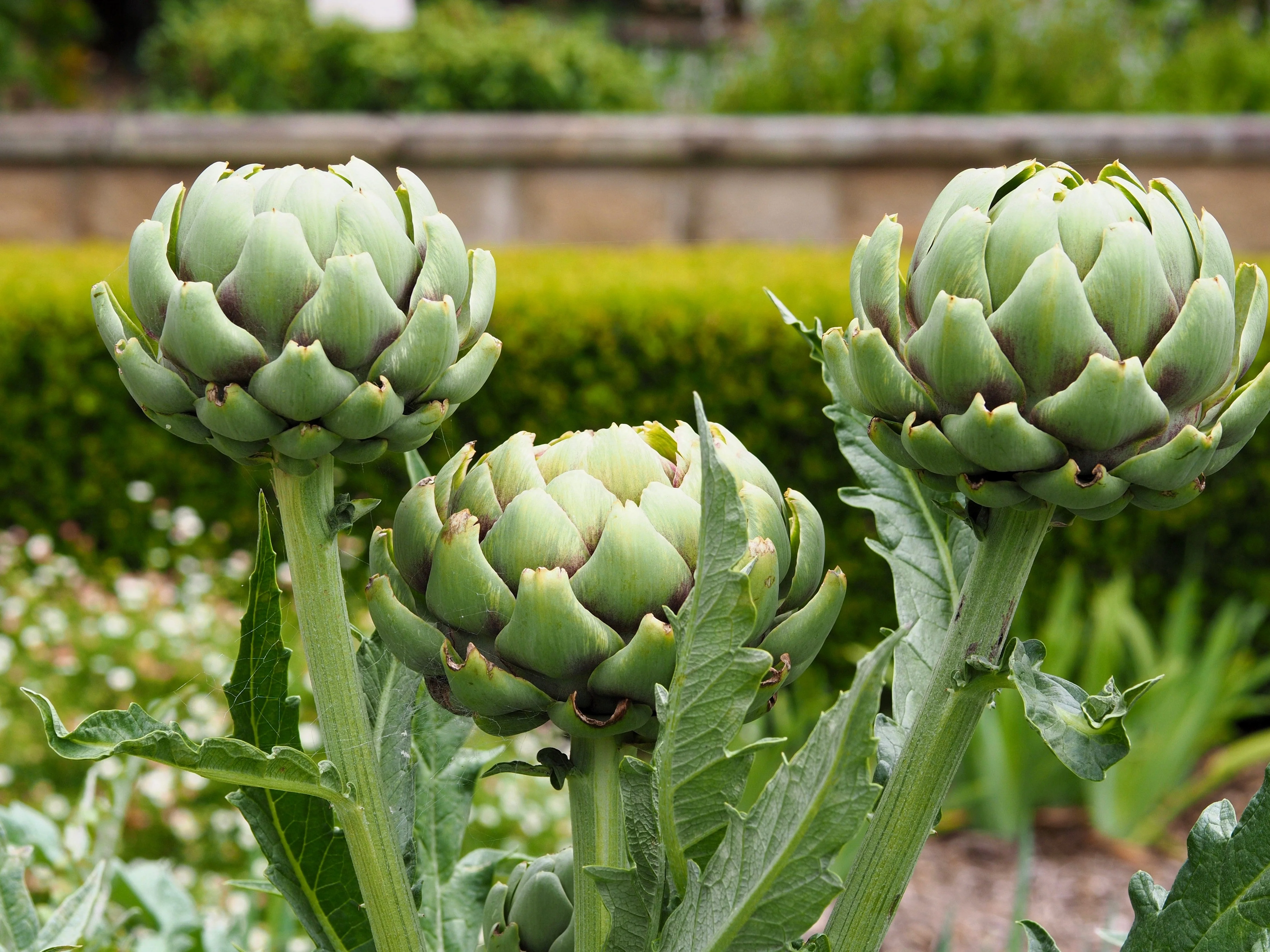 75 GREEN GLOBE ARTICHOKE Cynara Scolymus Vegetable Seeds - Image 2
