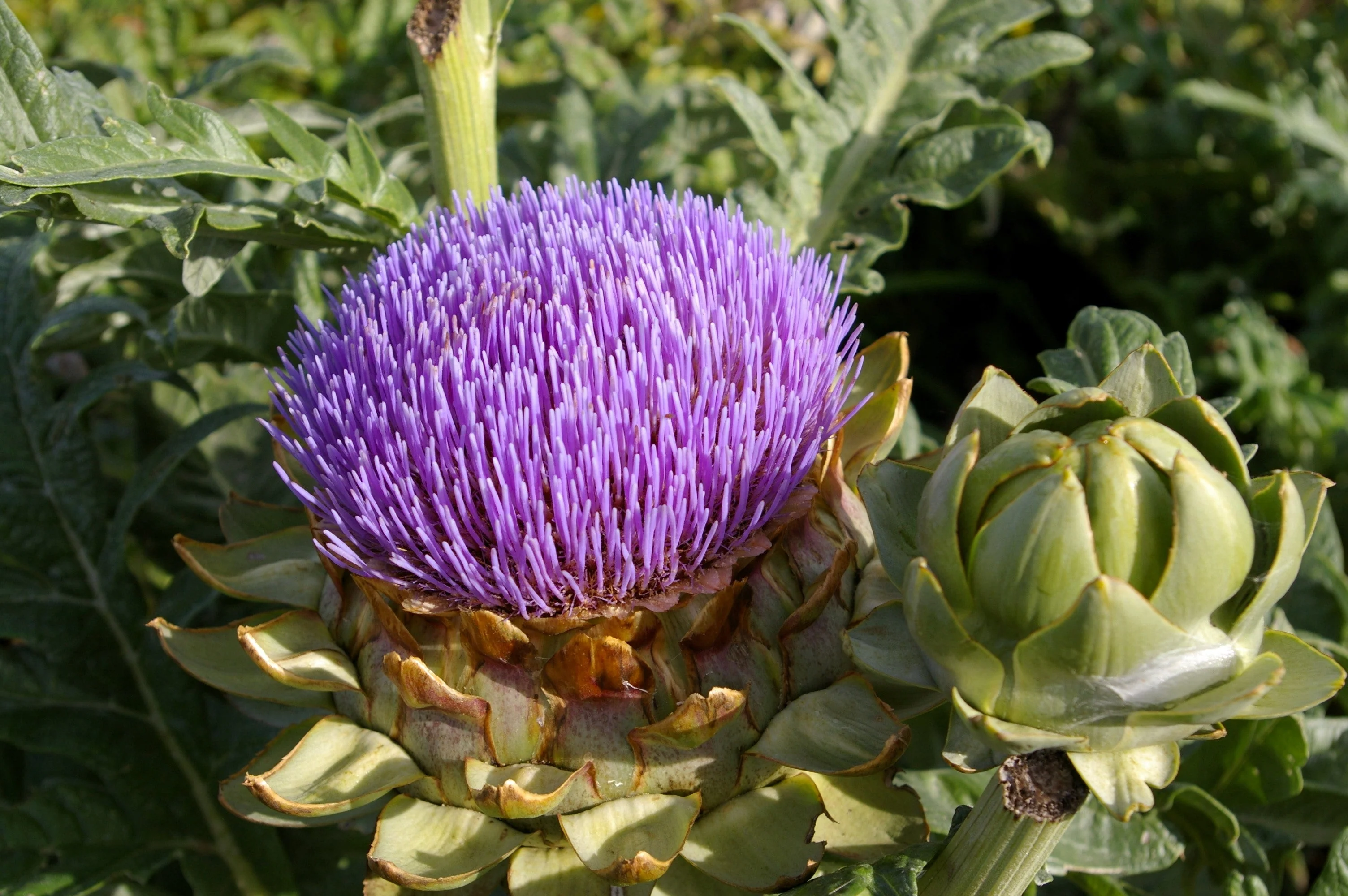 75 GREEN GLOBE ARTICHOKE Cynara Scolymus Vegetable Seeds - Image 4