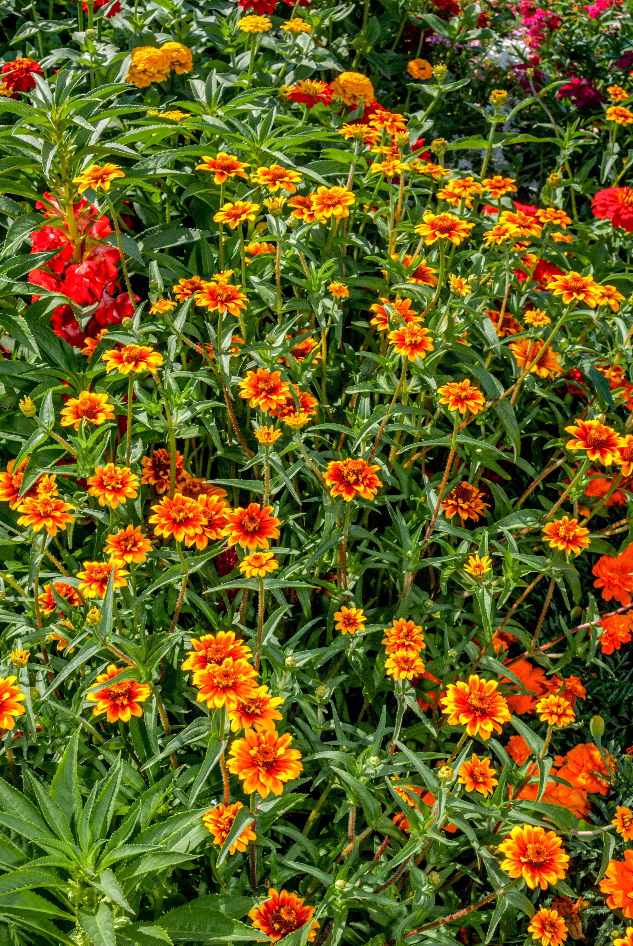 75 Mixed Colors PERSIAN CARPET ZINNIA Zinnia Haageana Flower Seeds - Image 3