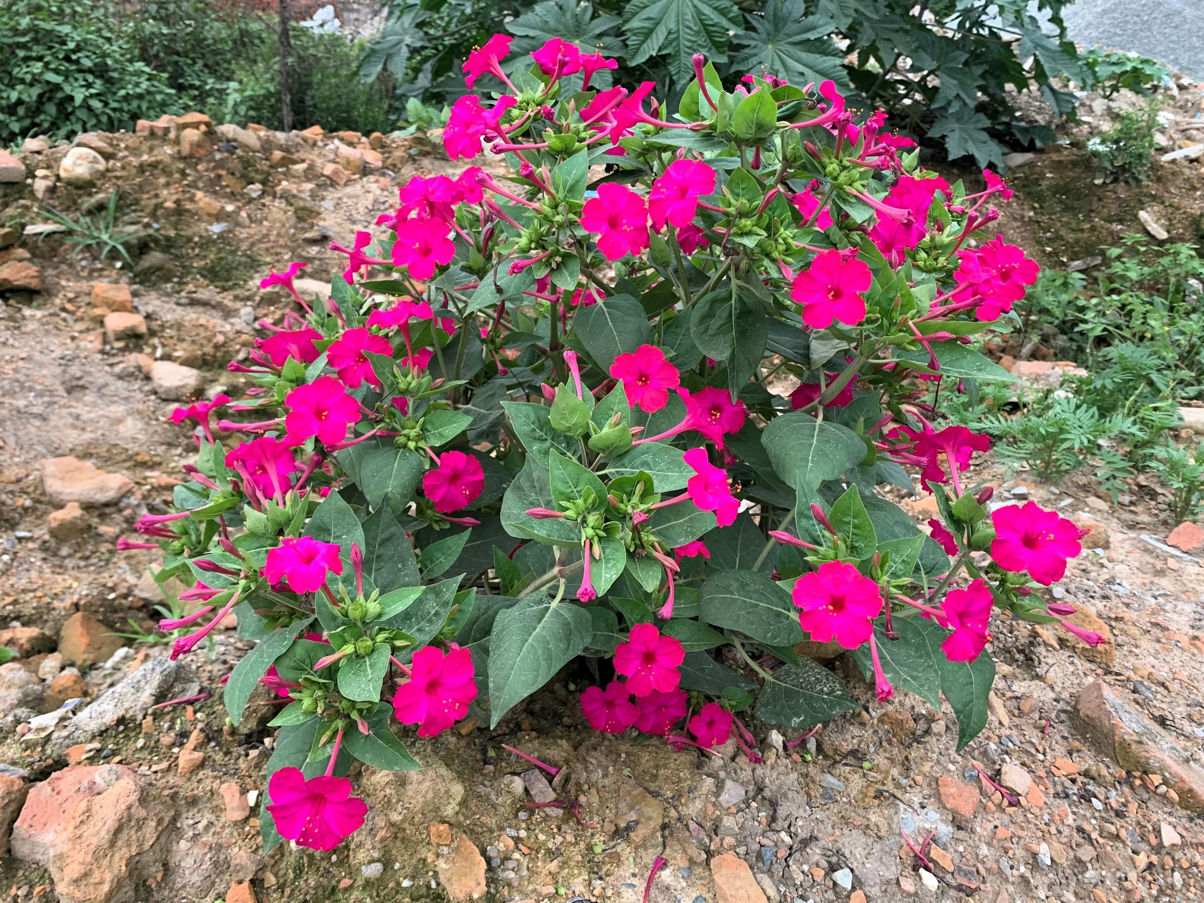 75 MIXED FOUR O CLOCK aka Marvel of Peru Mirabilis Jalapa Flower Seeds - Image 8