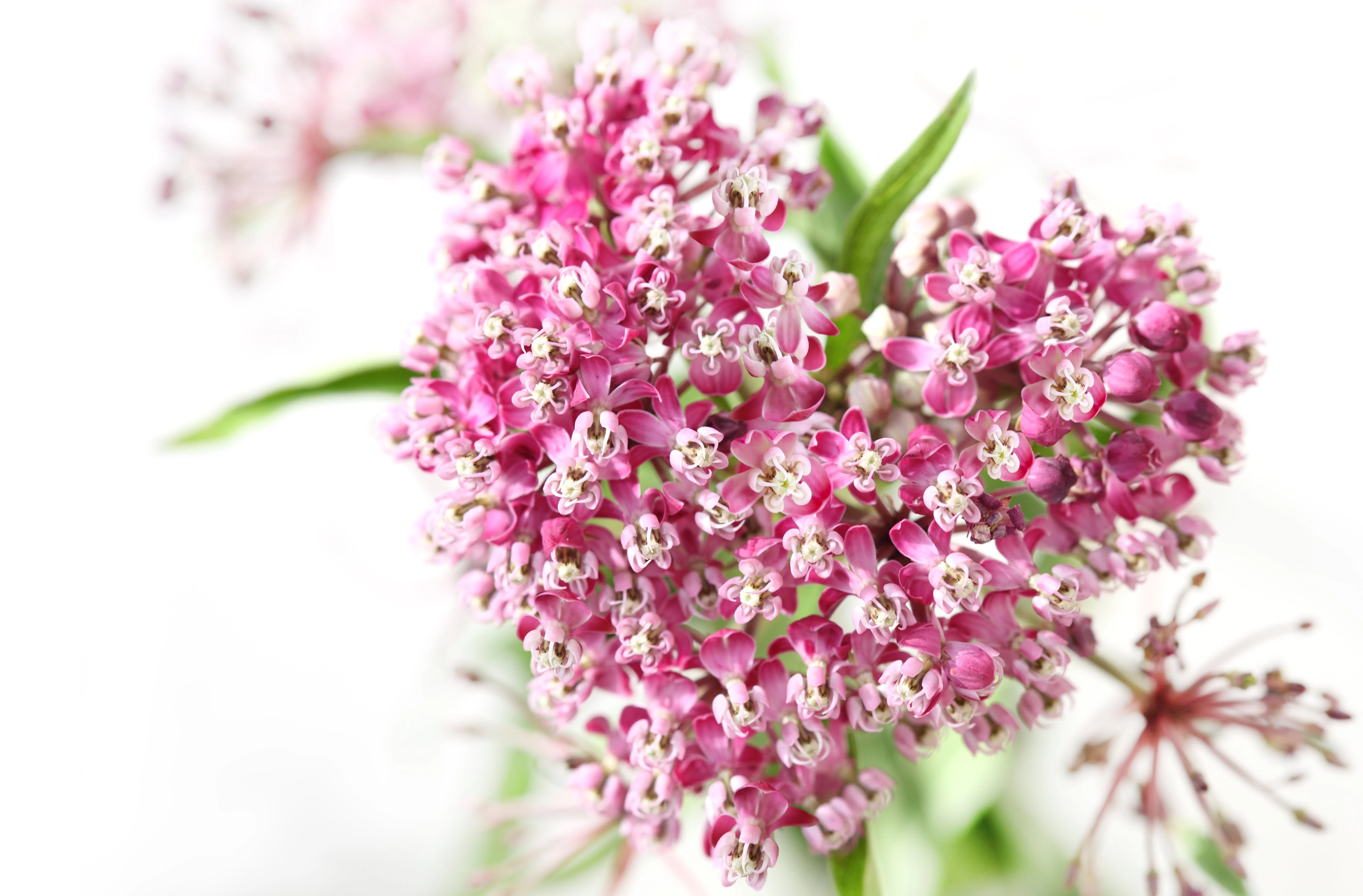 75 RED SWAMP MILKWEED Asclepias Incarnata Flower Seeds - Image 6