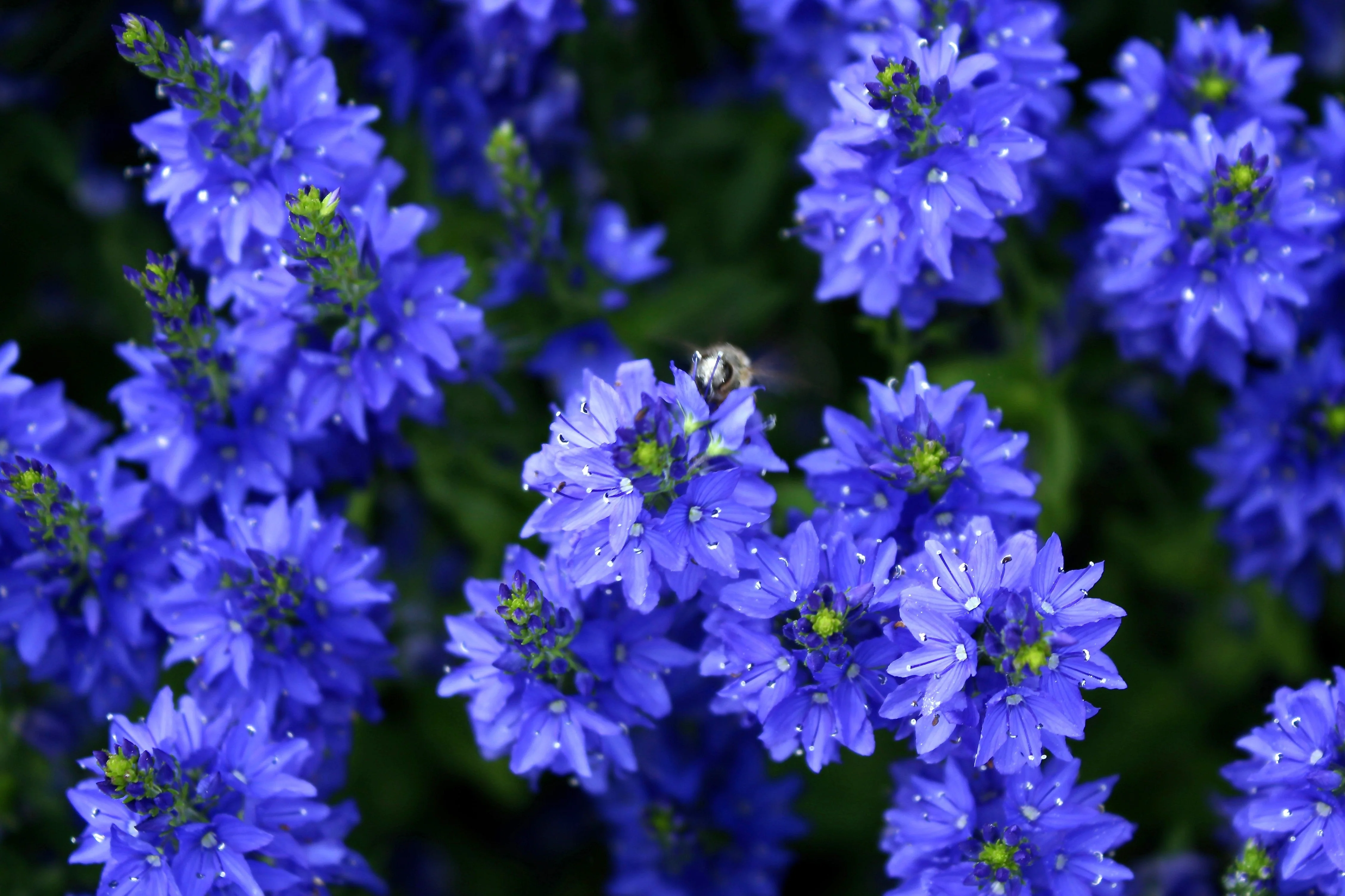 75 ROYAL BLUE SPEEDWELL Veronica Austriaca Teucrium Flower Seeds - Image 3