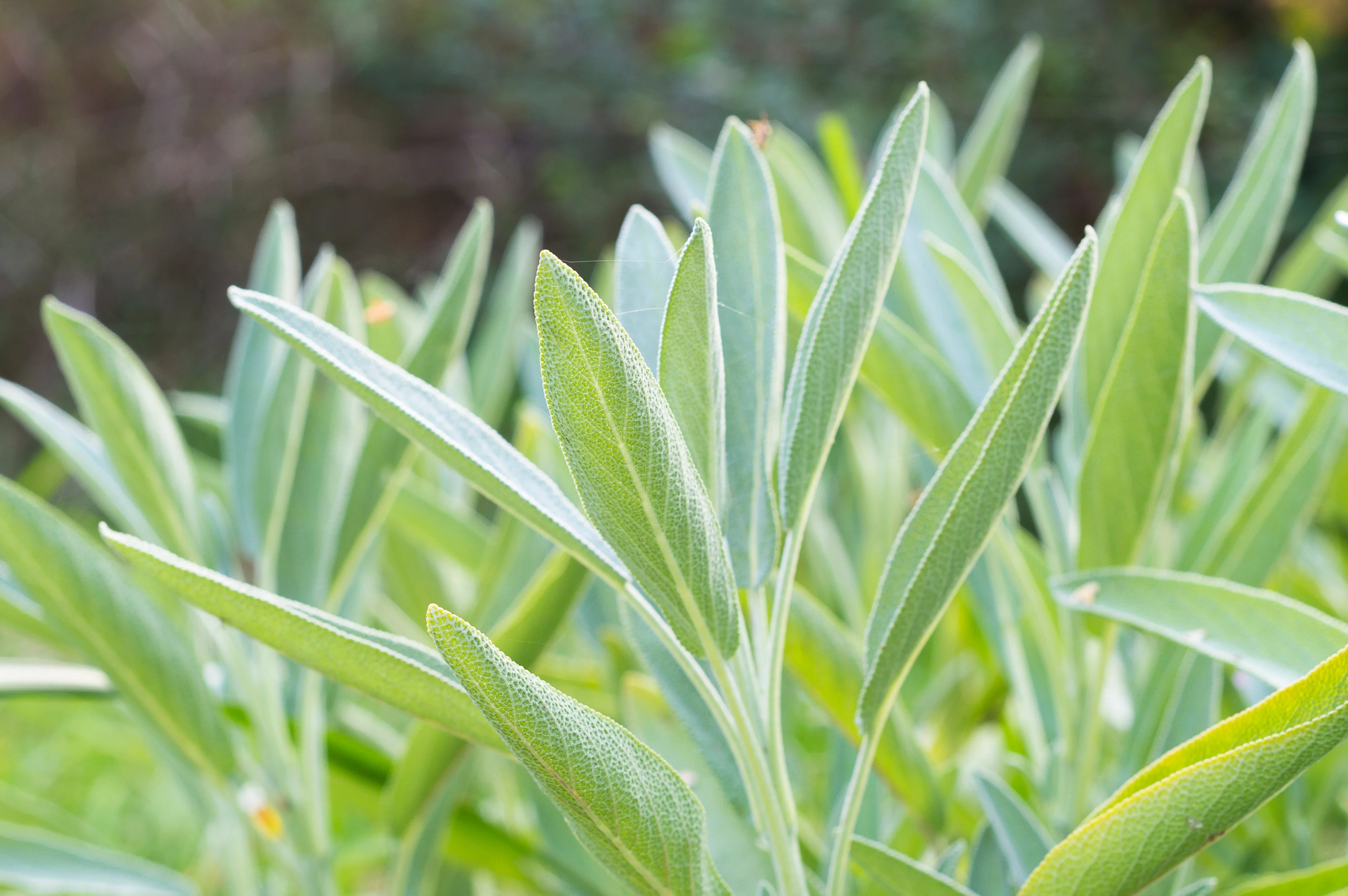 75 Sacred California WHITE SAGE Salvia Apiana Shrub Silver Folliage Native Smudge Seeds - Image 3