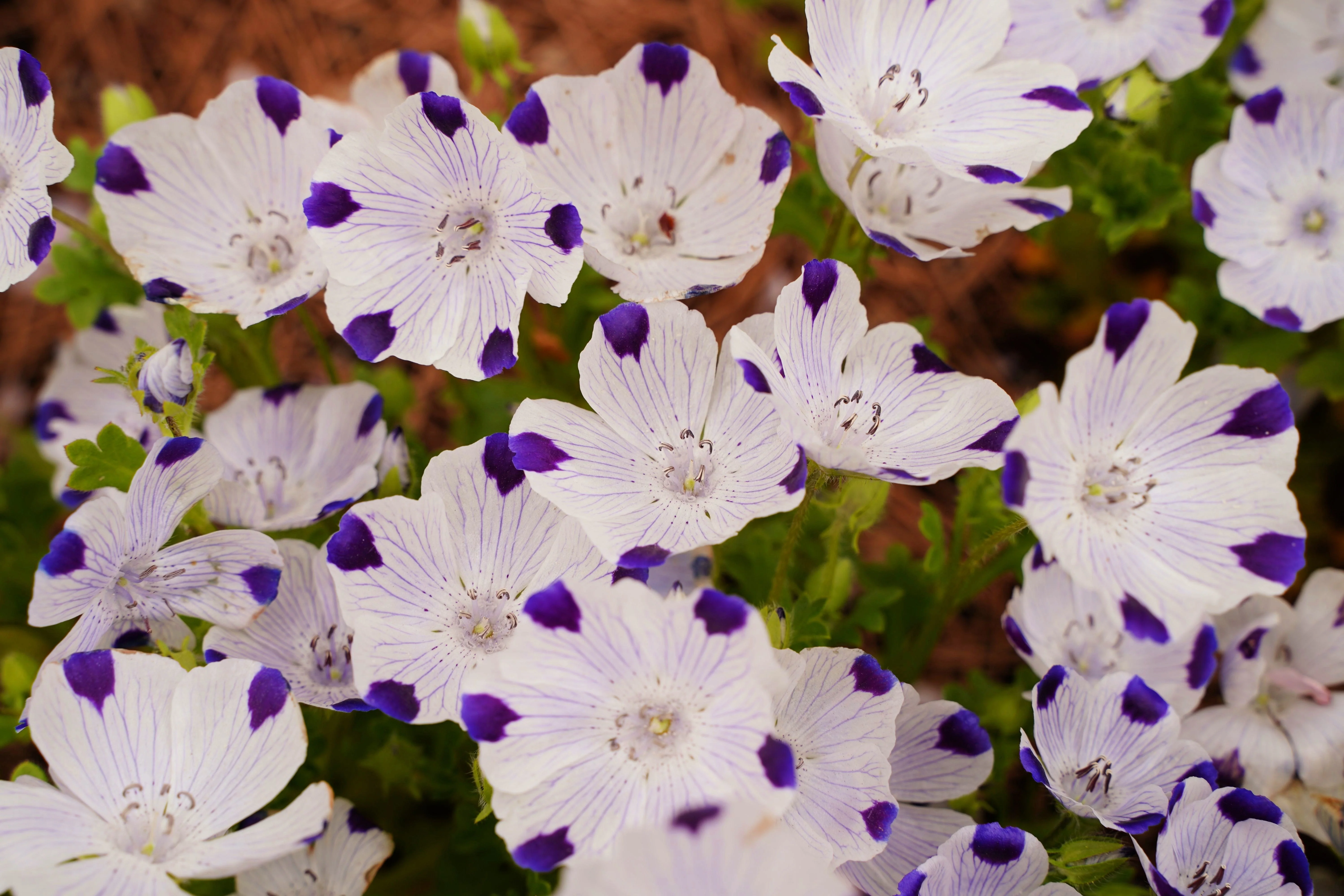 750 FIVE SPOT Nemophila Maculata White & Purple Flower Seeds - Image 8