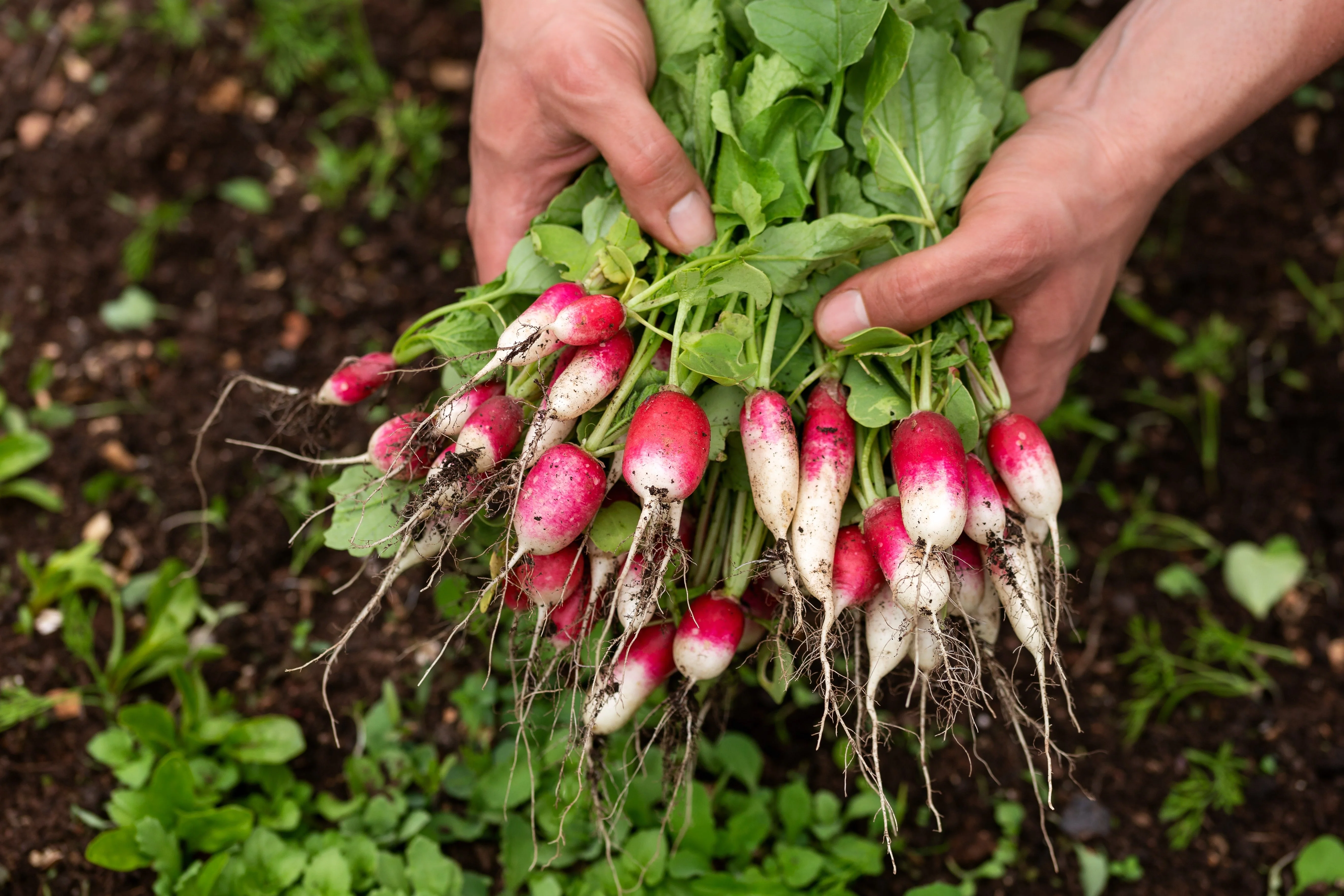 750 FRENCH BREAKFAST RADISH Raphanus Sativus Vegetable Seeds - Image 2