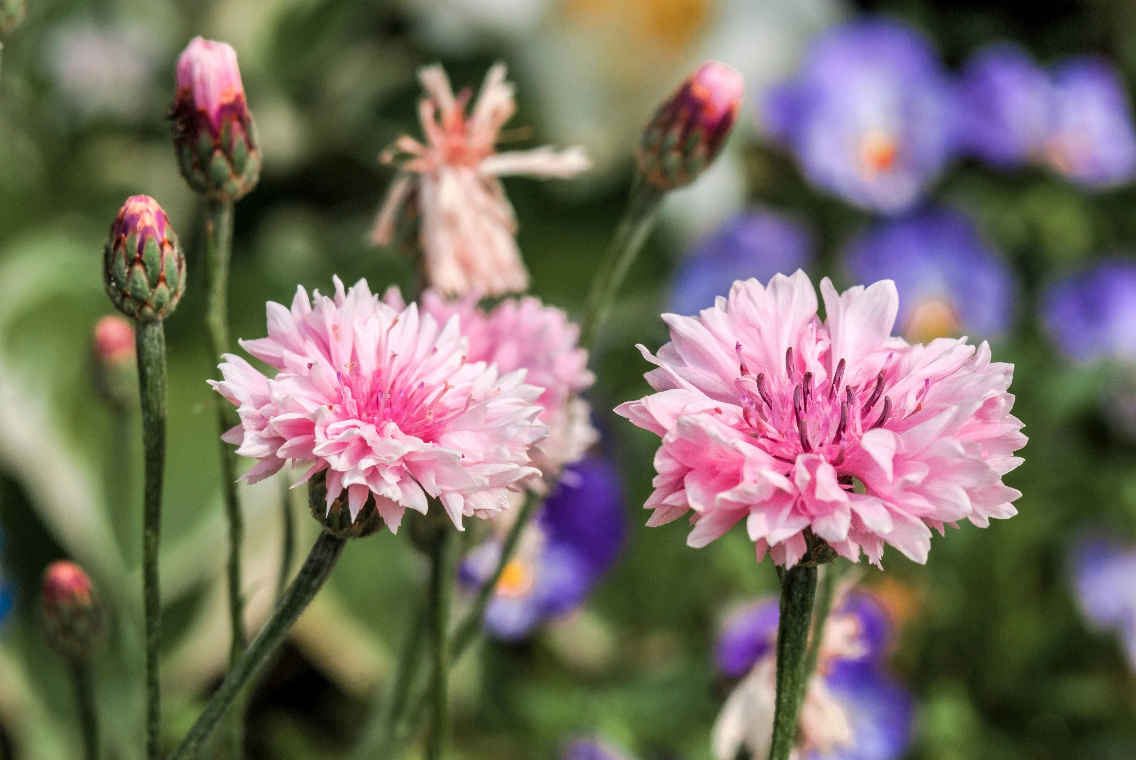 750 Pink BACHELOR'S BUTTON / CORNFLOWER Centaurea Cyanus Flower Seeds - Image 8