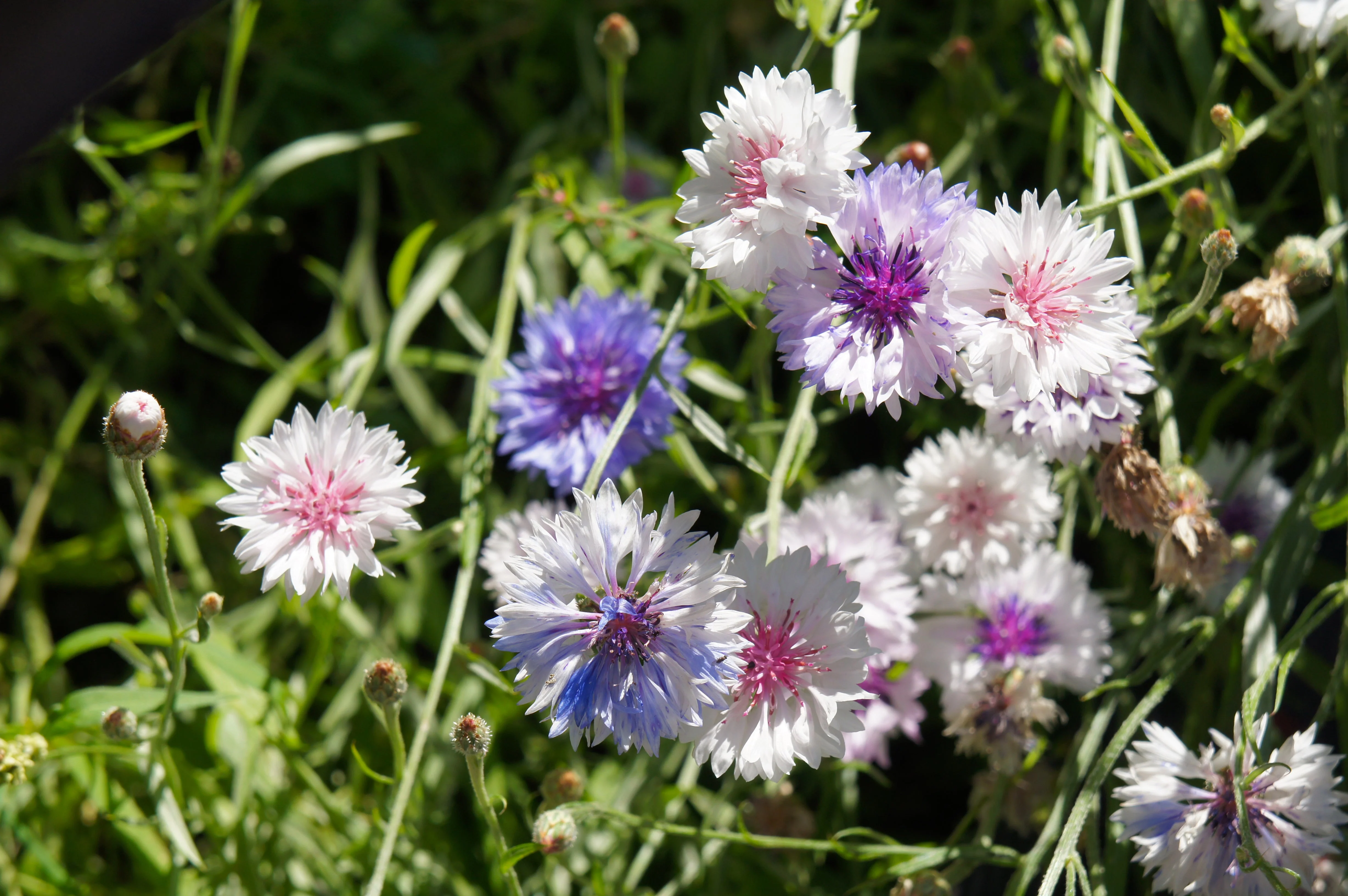 750 White BACHELOR'S BUTTON / CORNFLOWER Centaurea Cyanus Flower Seeds - Image 4