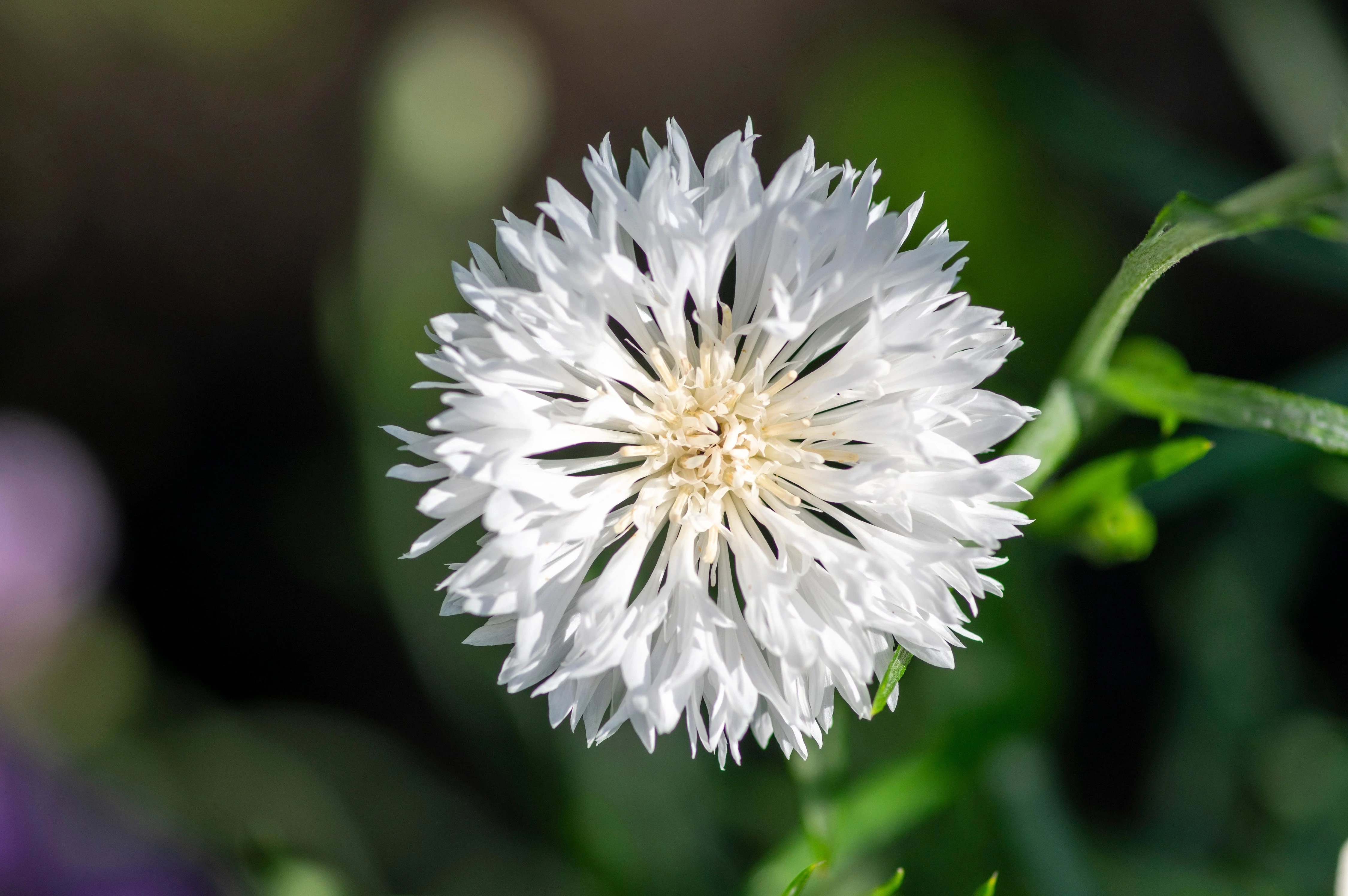 750 White BACHELOR'S BUTTON / CORNFLOWER Centaurea Cyanus Flower Seeds - Image 8