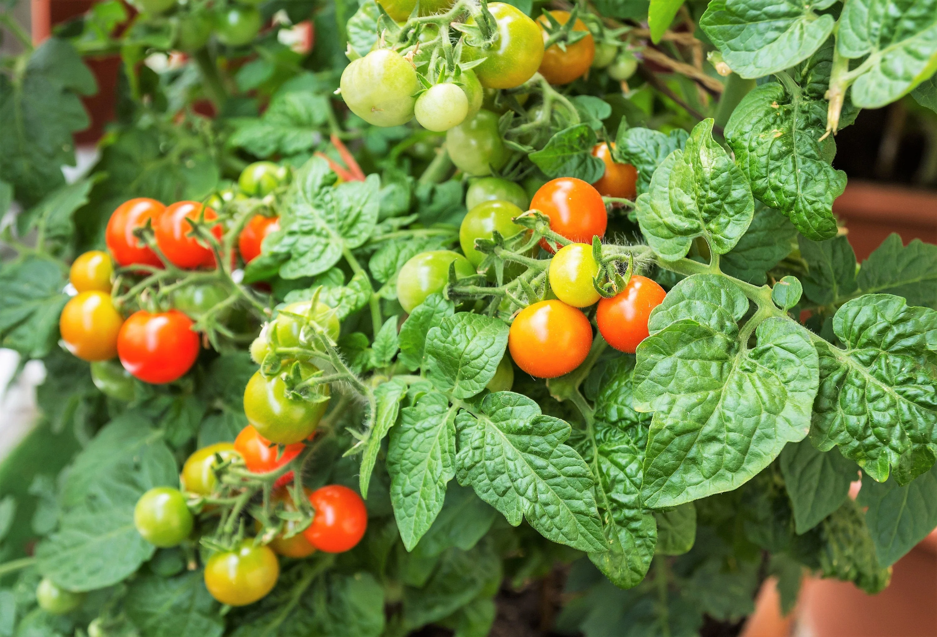 80 Sub ARCTIC PLENTY TOMATO Solanum Lycopersicum Red Determinate Heirloom Fruit Vegetable Seeds - Image 2