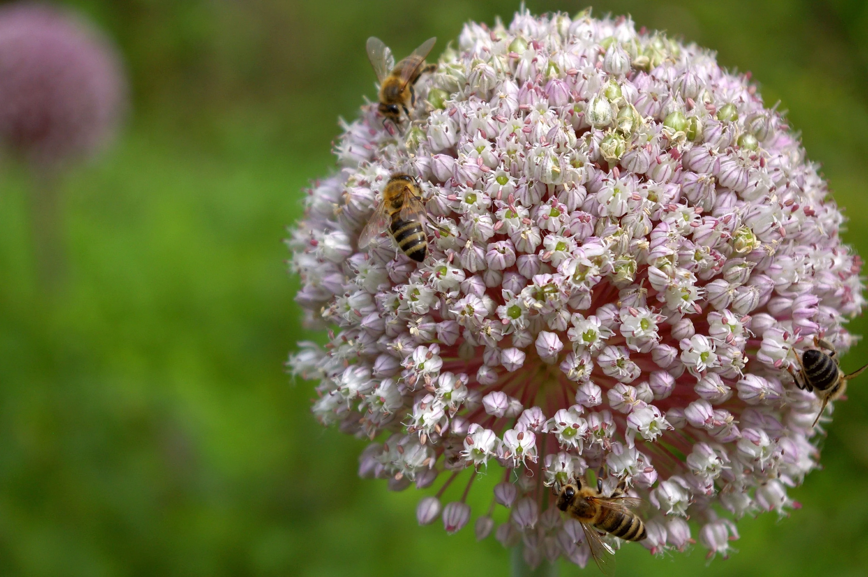 800 AMERICAN FLAG LEEK (Large Leek) Allium Porrum Vegetable Seeds - Image 8