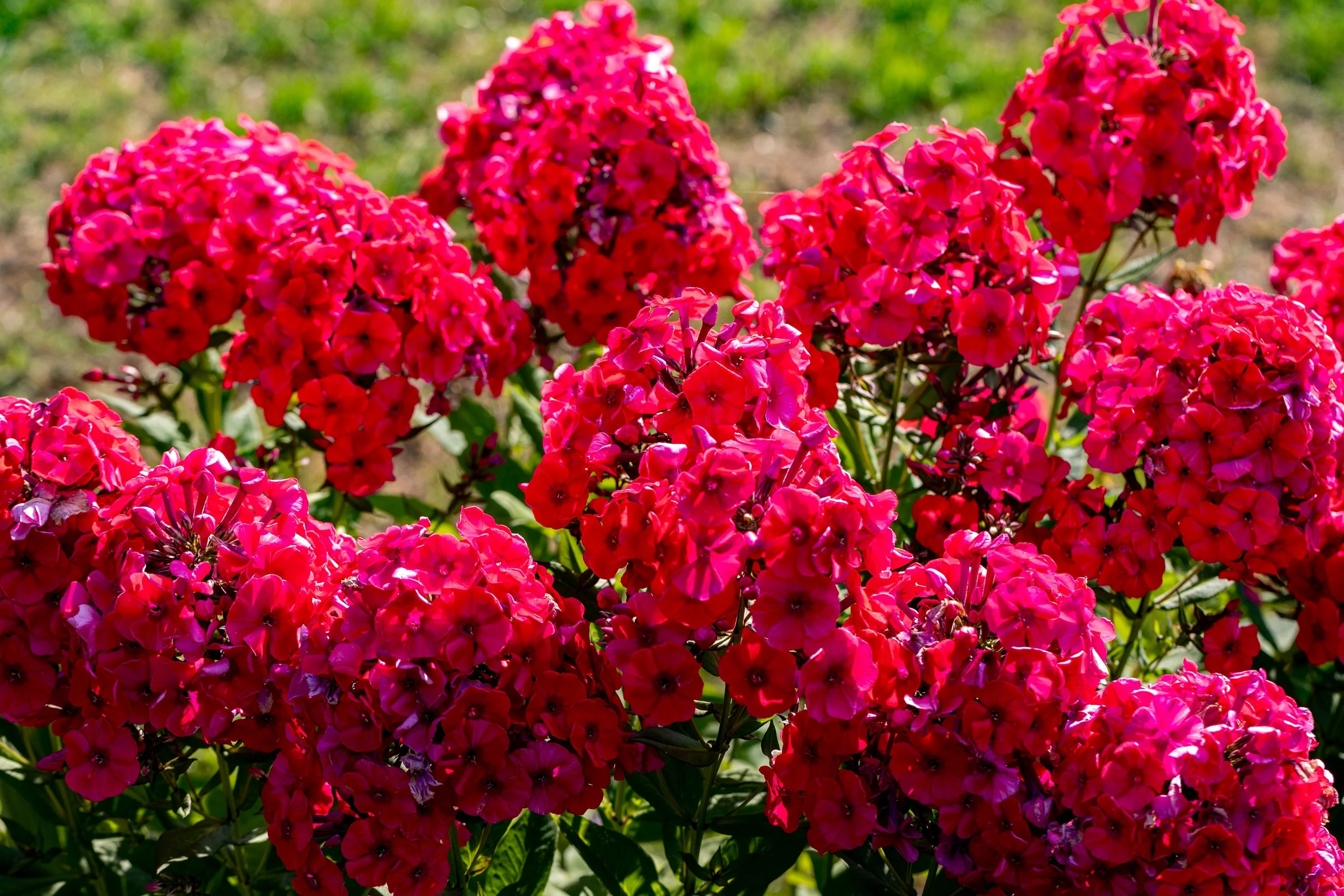 800 RED DRUMMOND PHLOX (Texas Pride) Phlox Drummondii Flower Seeds - Image 11