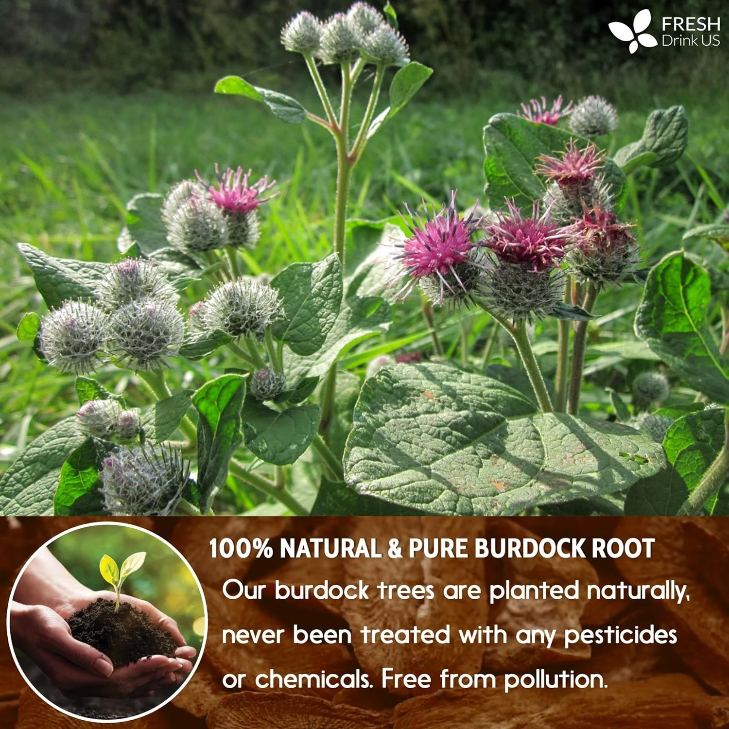 Burdock Root Tea Bags, 100% Natural & Pure from Burdock Root. Burdock Root Herbal Tea. Burdock Root Tea. No Sugar, No Caffeine, No Gluten, Vegan. - Image 8