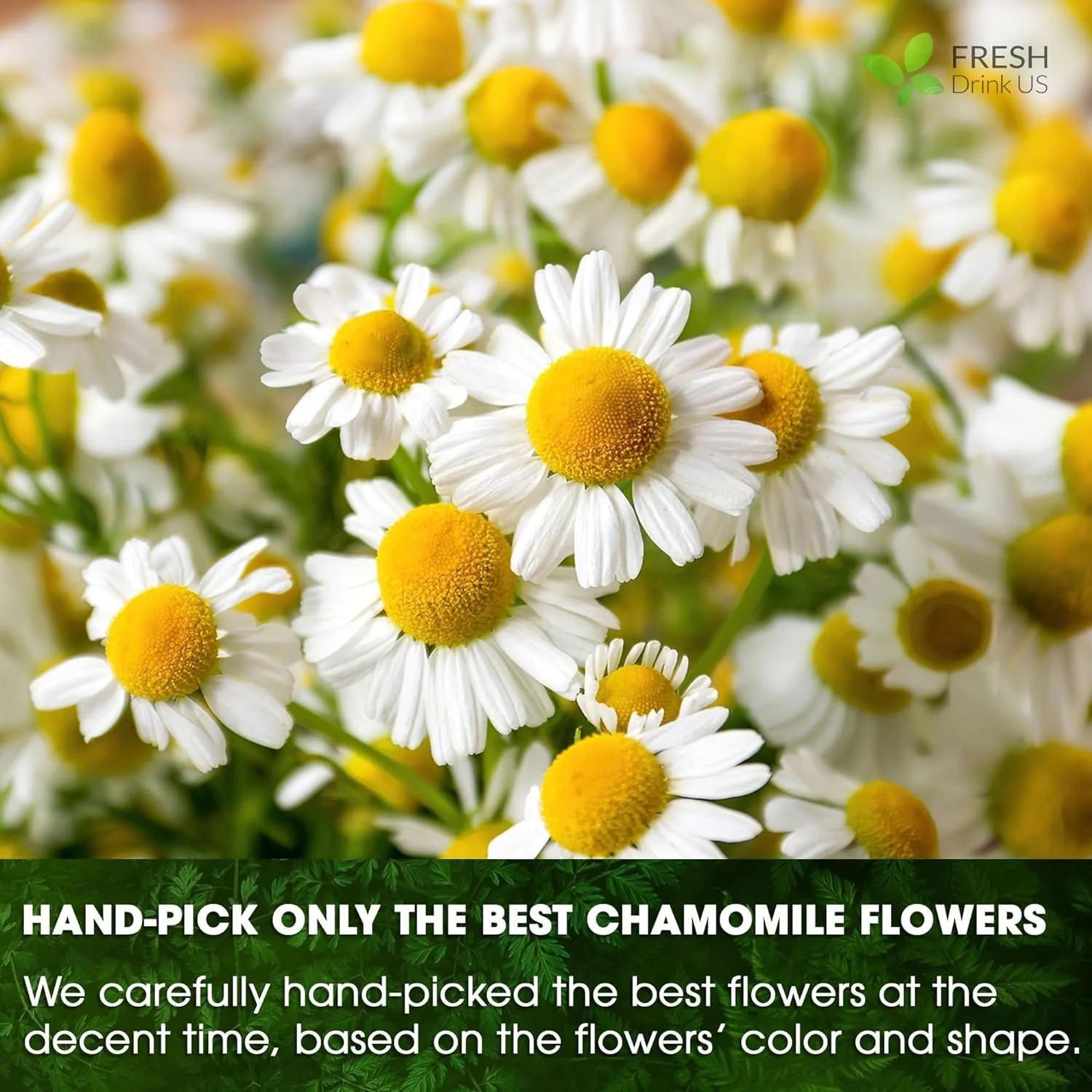 Chamomile Tea Bags, 100% Natural Chamomile, Freshly Picked, Naturally Dried Chamomile, Hand-made, Biodegradable Tea Bag - Image 7