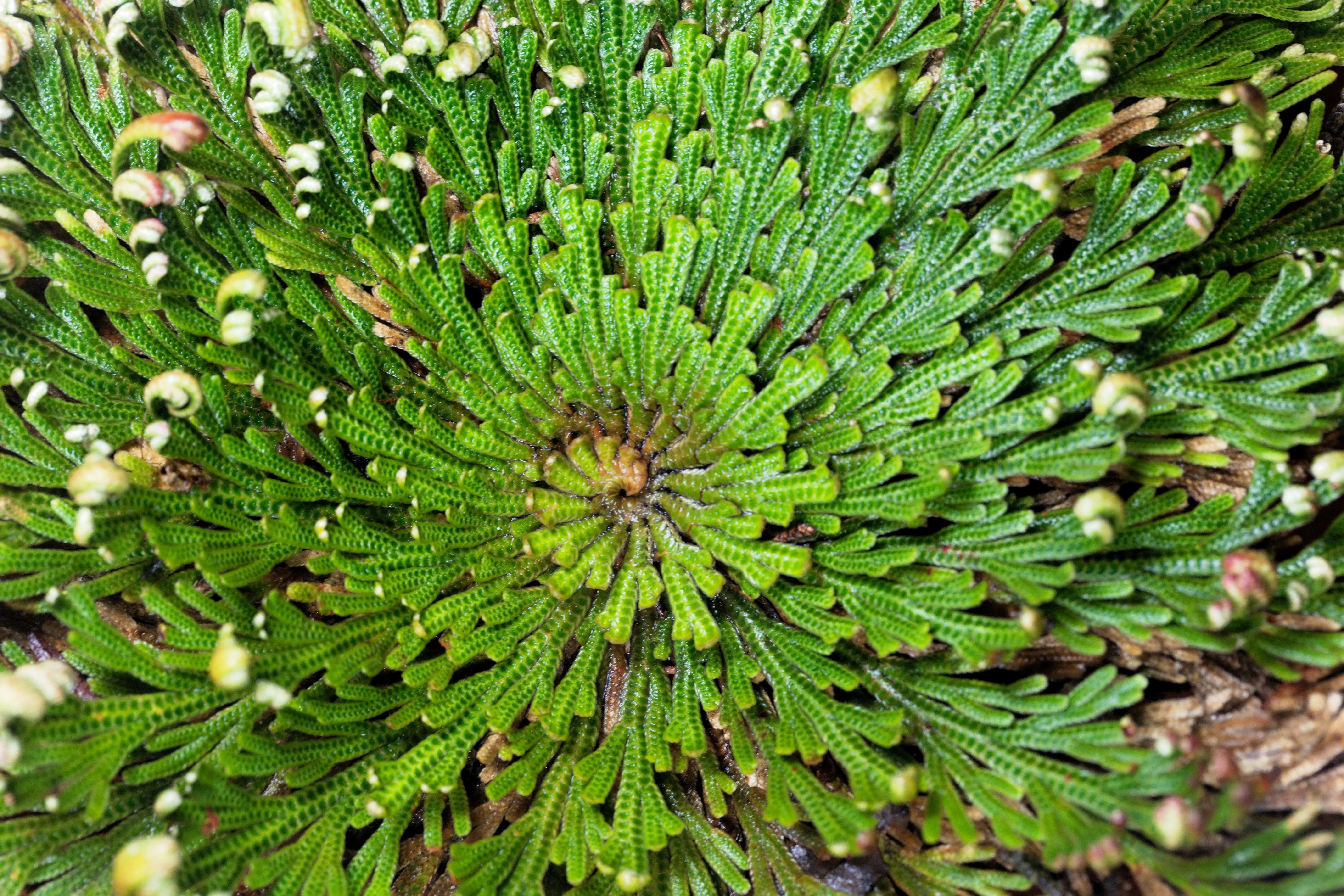 Live RESURRECTION PLANT Rose of Jericho Dinosaur Fern Miracle Air Houseplant - Image 2