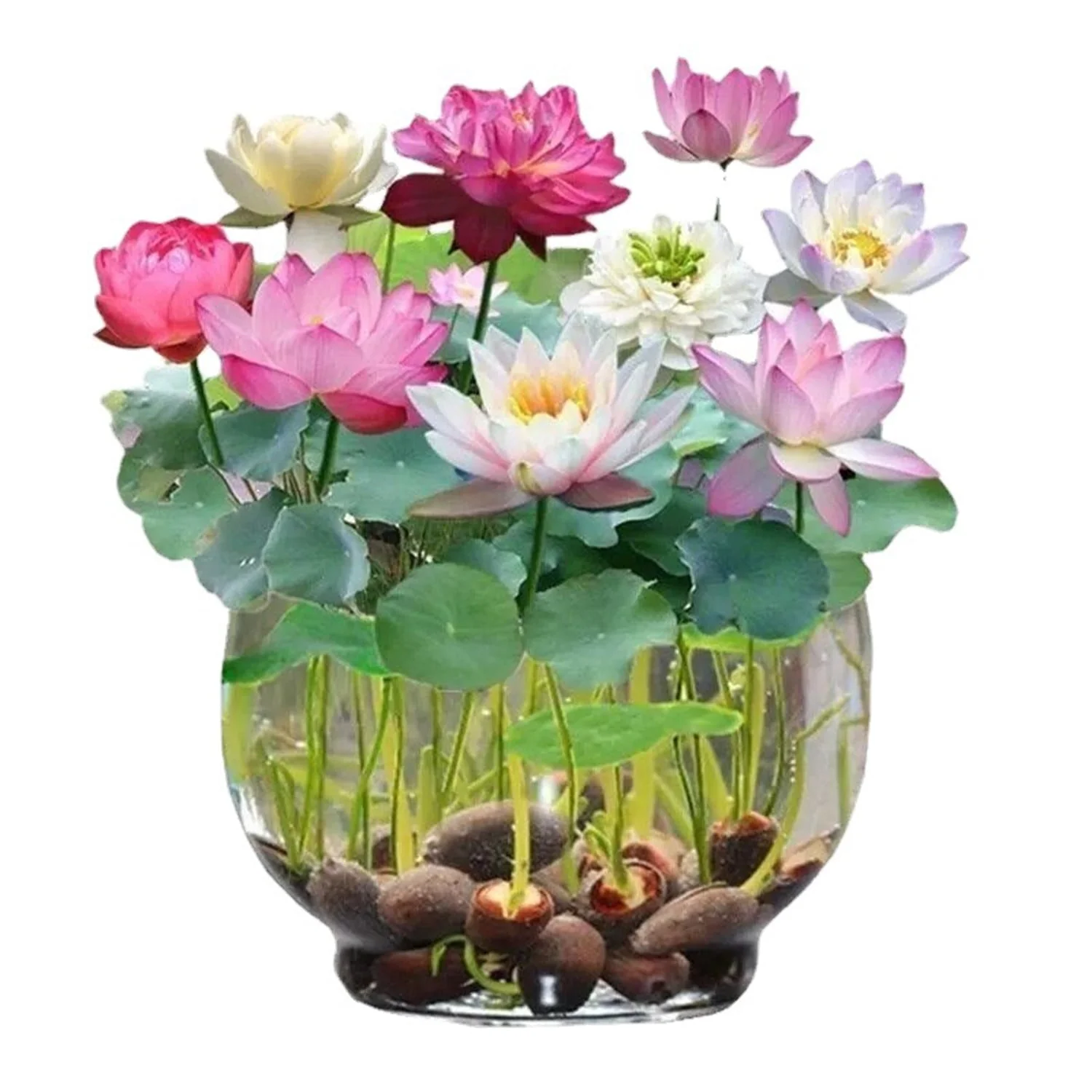 Mixed Lotus Flower Seeds – Pink, Red & Green Heirloom, Non-GMO Seeds for Planting - Image 4