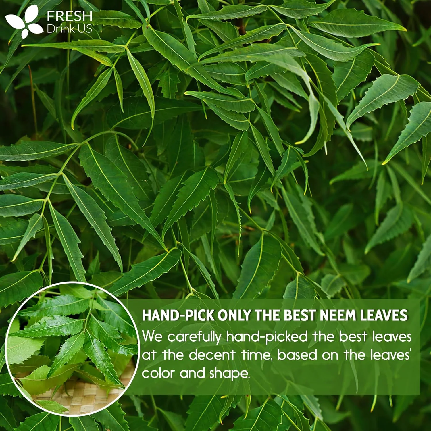 Neem Leaf Tea Bags, 100% Natural and Pure from Neem Leaves. Loose Leaf Neem Herbal Tea. Neem Leaf Tea. No Sugar, No Caffeine, No Gluten, Vegan. - Image 7
