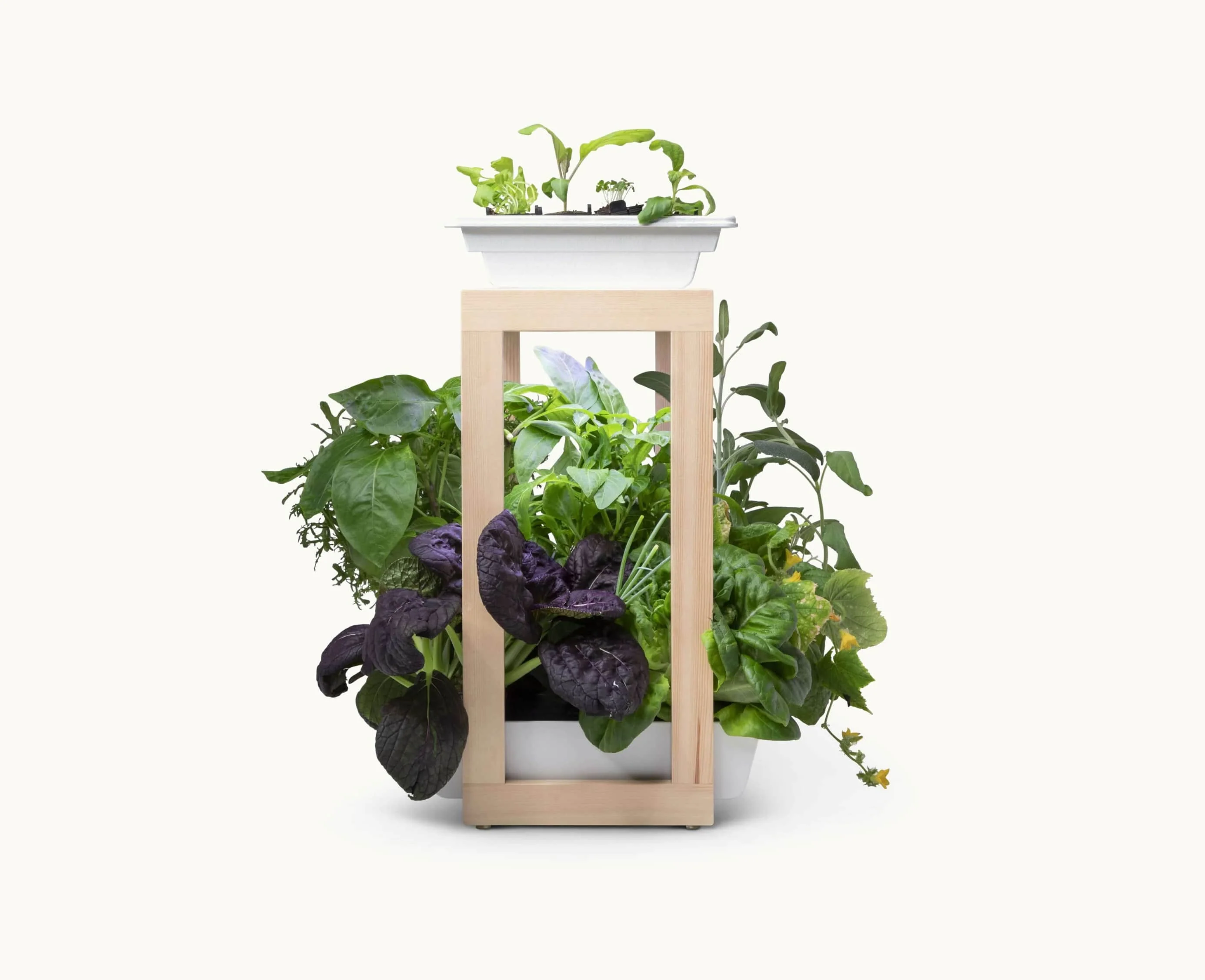 Personal Rise Garden - Image 14