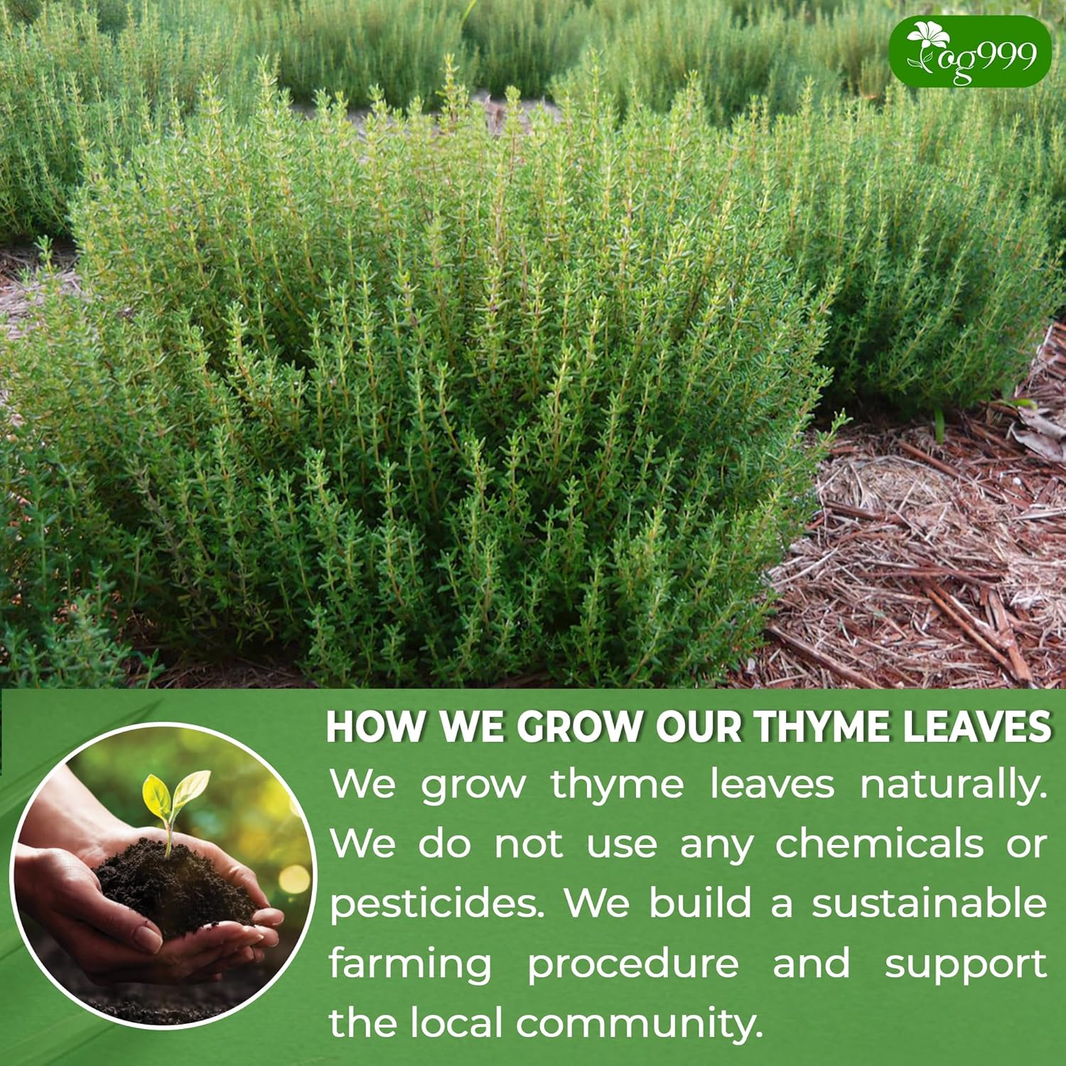 Premium 40 Thyme Leaf Tea Bags, 100% Natural & Pure, Loose Leaf Herbal Tea. - Image 5