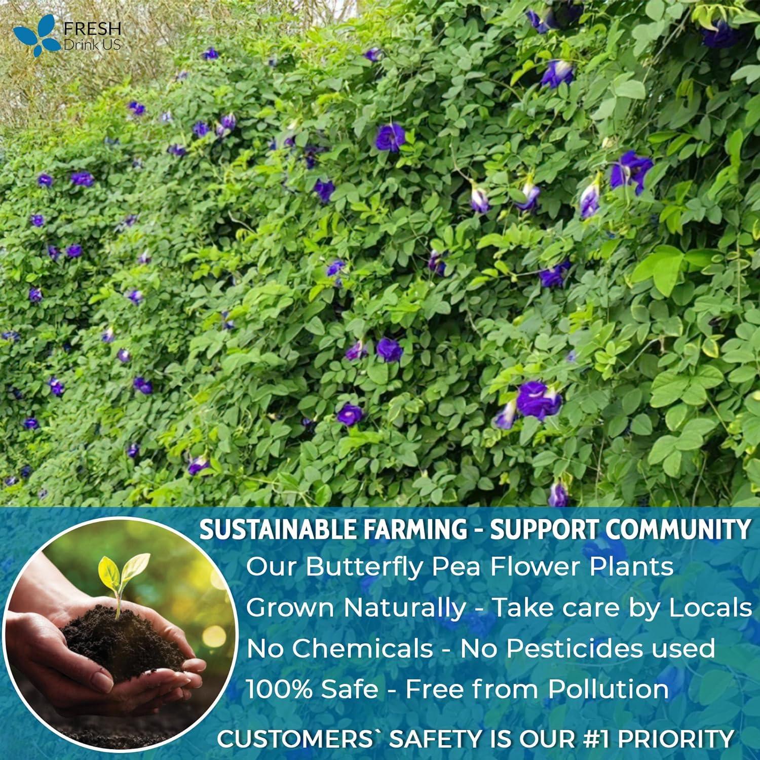 Premium Butterfly Pea Flowers, Tea Bags, 100% Natural and Pure from Butterfly Pea Flowers, Hand-made, Made With Natural Materials-Corn Fiber Tea Bag, Sugar/Caffeine/Gluten Free - Image 7