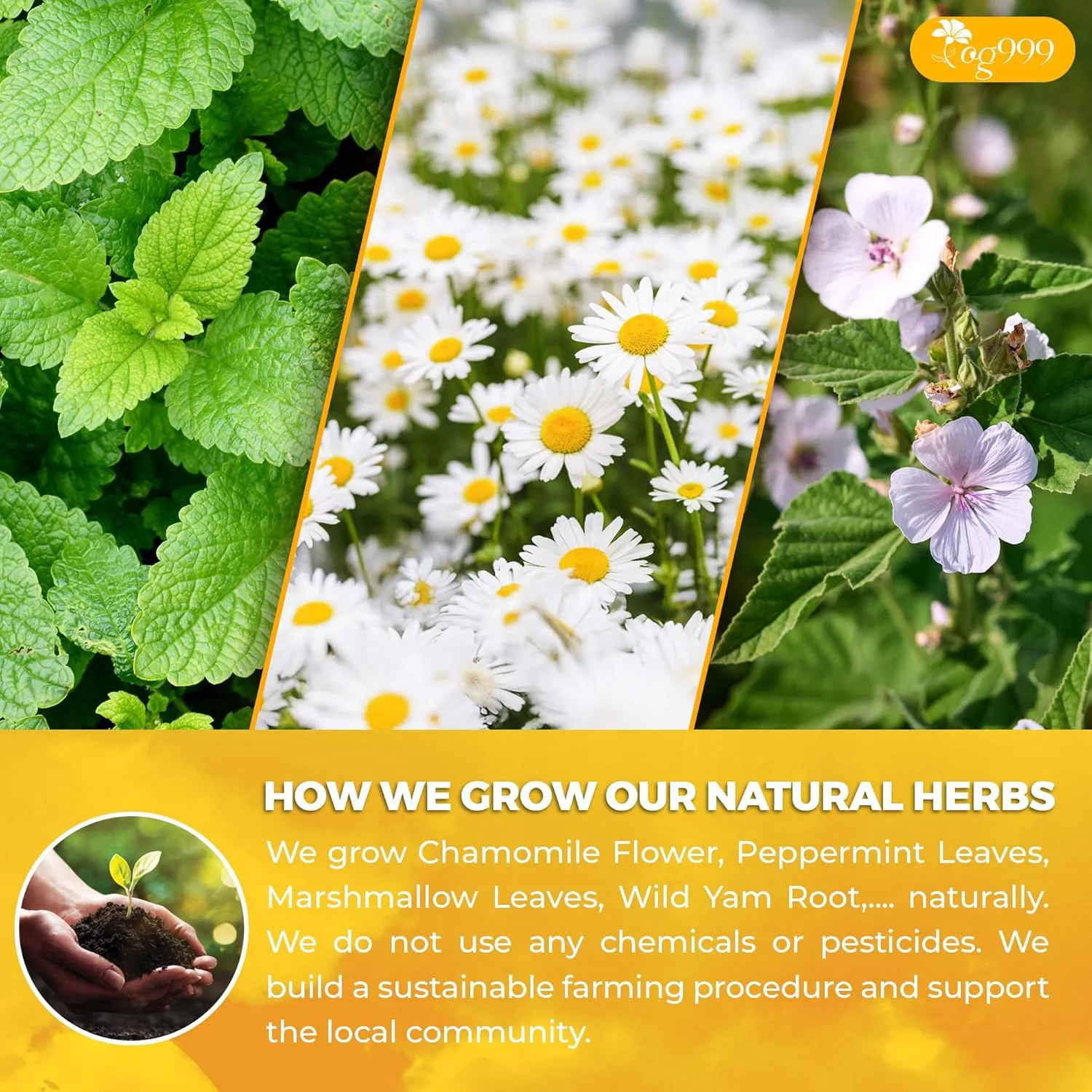 Premium Diverticulitis Tea Bags | 100% Natural Chamomile, Peppermint, Marshmallow Leaf, Wild Yam Root, Licorice & Ginger Herbal Blend - Image 6